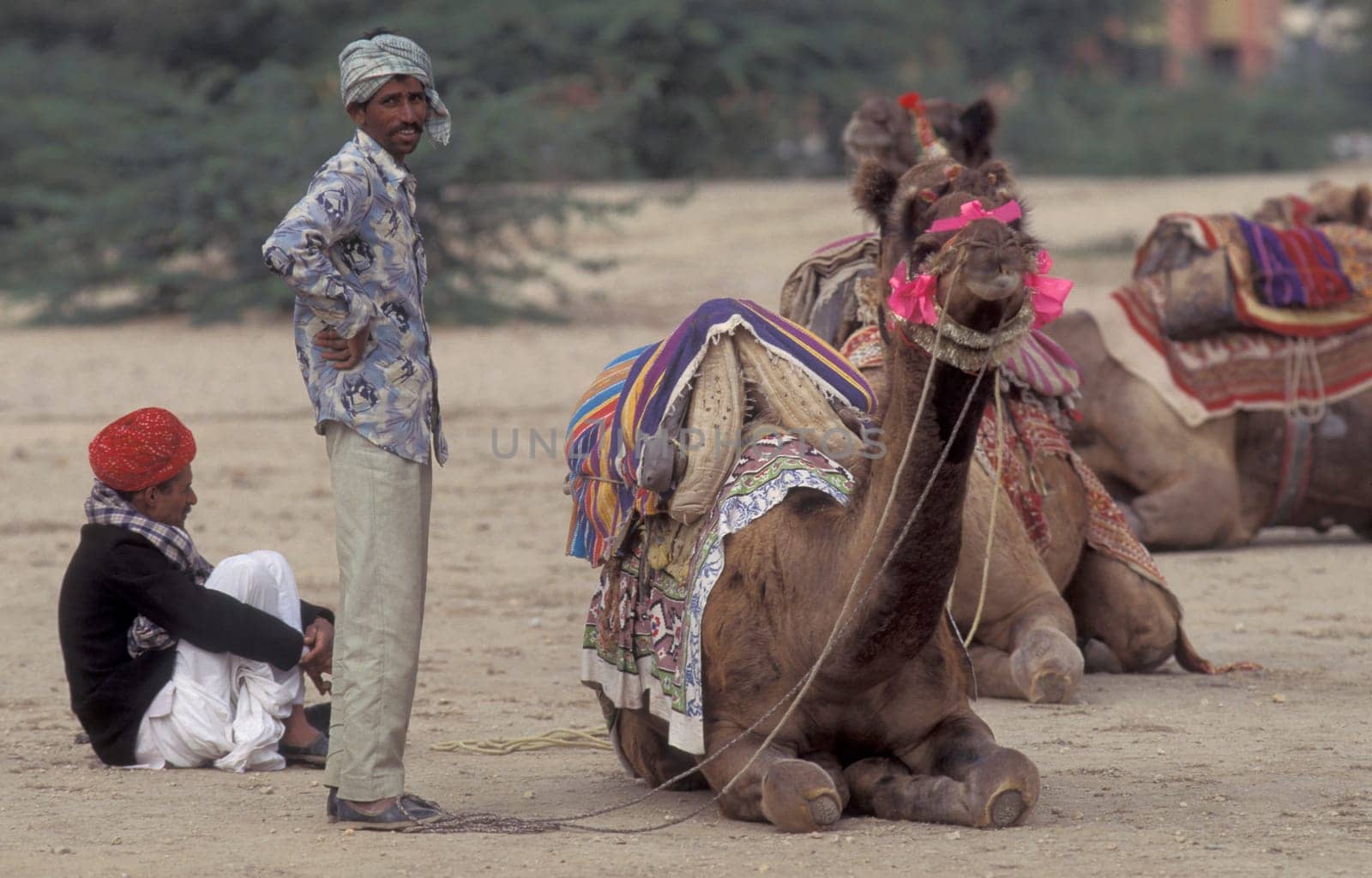 a camel herder at the Bikaner Camel Festival in the Town of Bikaner in the Province of Rajasthan in India.  India, Bikaner, January, 1998