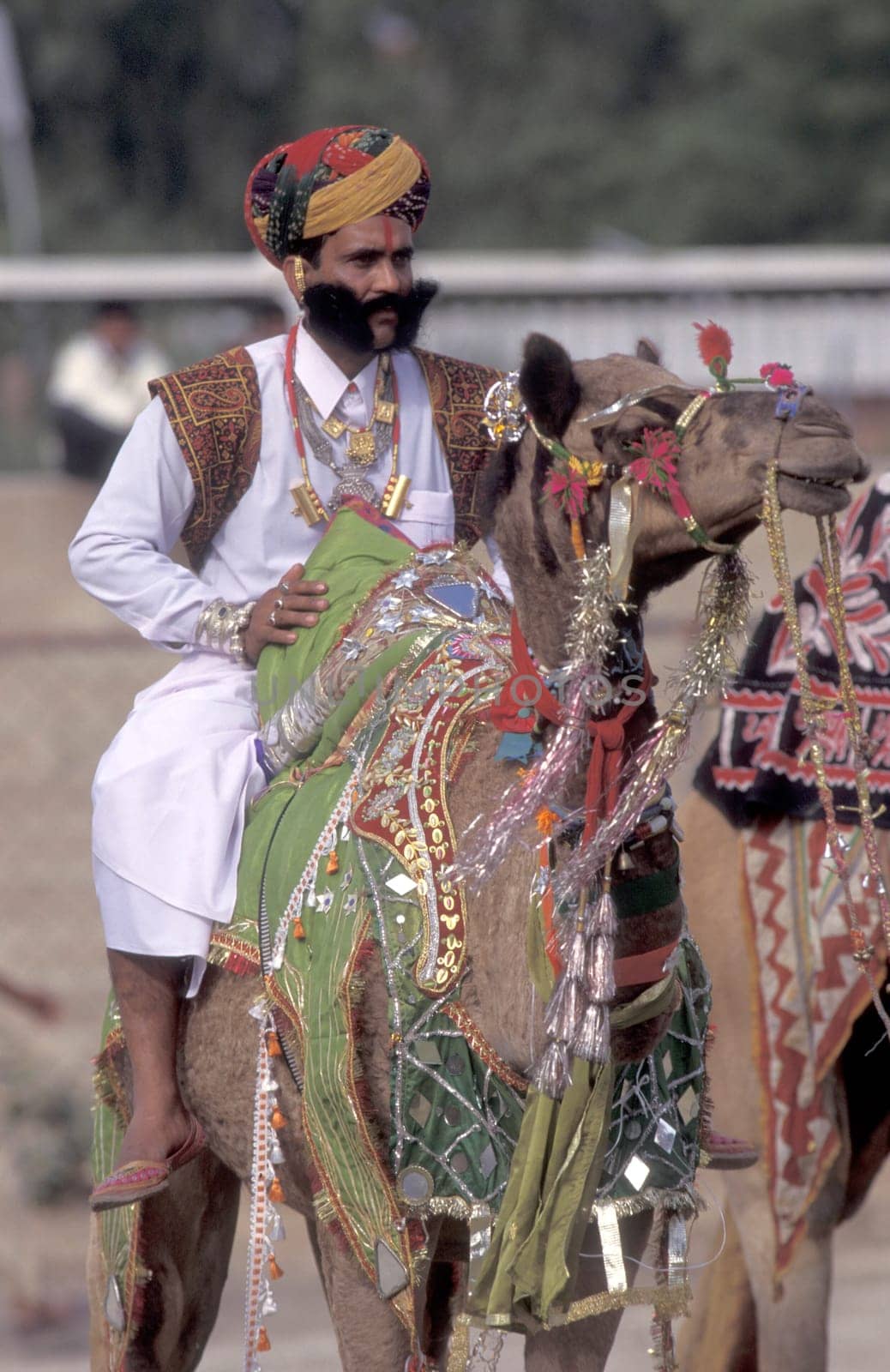 a camel herder in traditional Rajasthani dress at the Bikaner Camel Festival in the Town of Bikaner in the Province of Rajasthan in India.  India, Bikaner, January, 1998