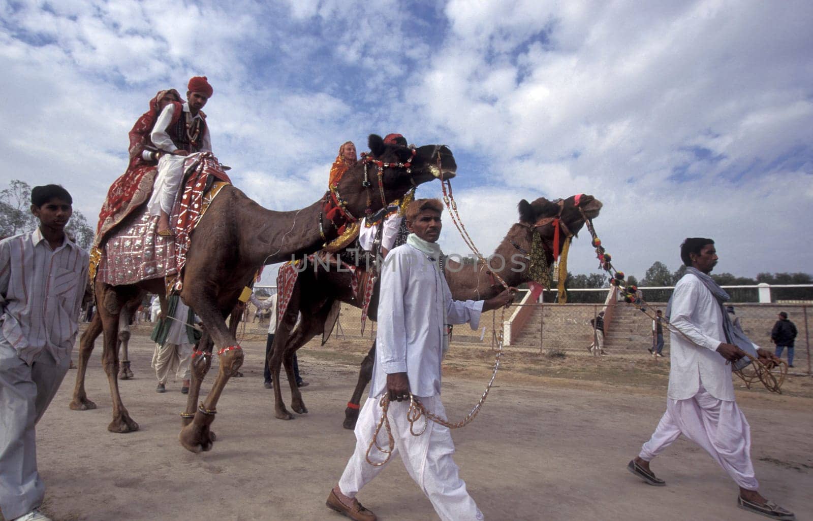 a camel herder in traditional Rajasthani dress at the Bikaner Camel Festival in the Town of Bikaner in the Province of Rajasthan in India.  India, Bikaner, January, 1998