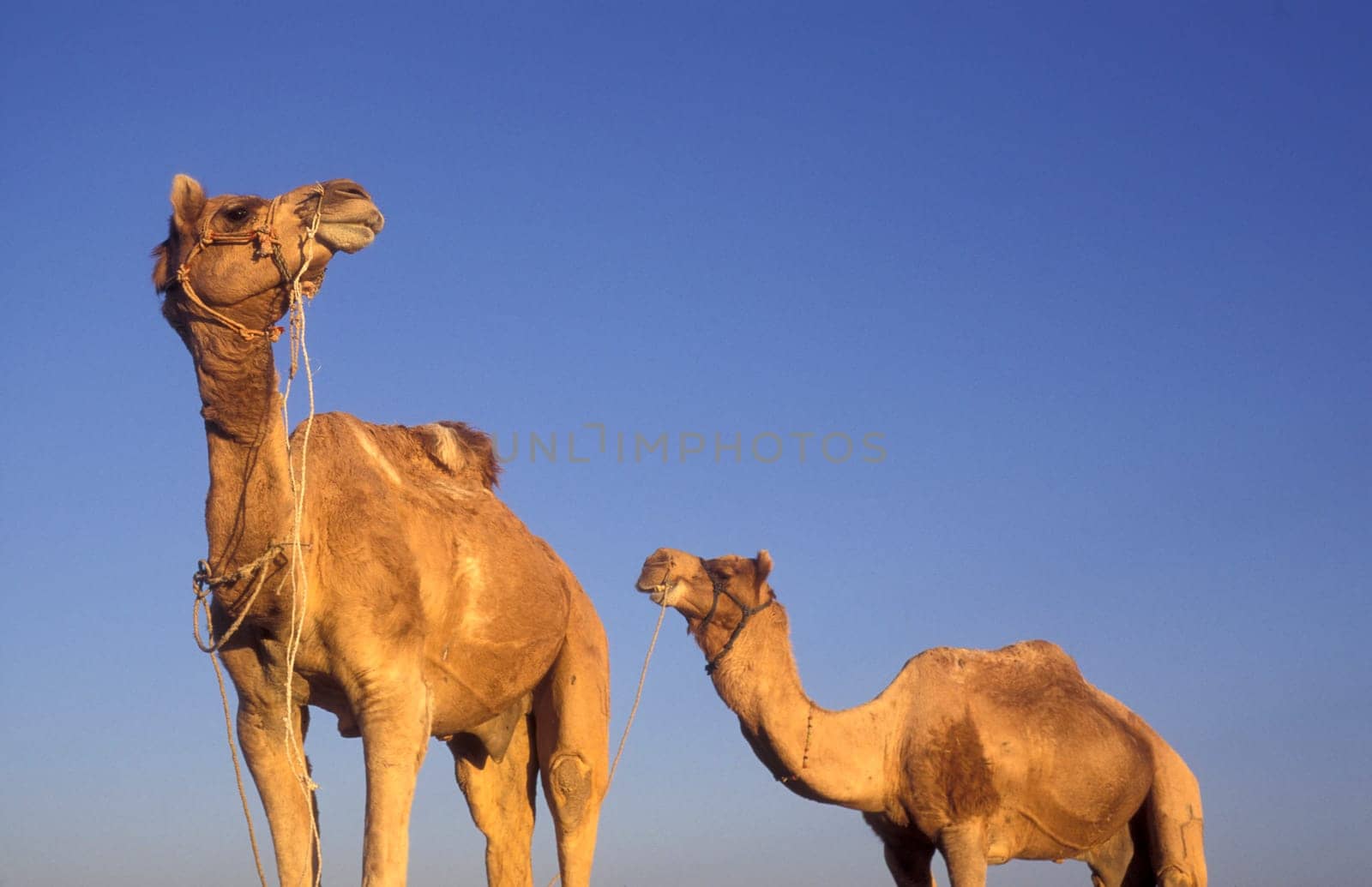 Camels at the Bikaner Camel Festival in the Town of Bikaner in the Province of Rajasthan in India.  India, Bikaner, January, 1998