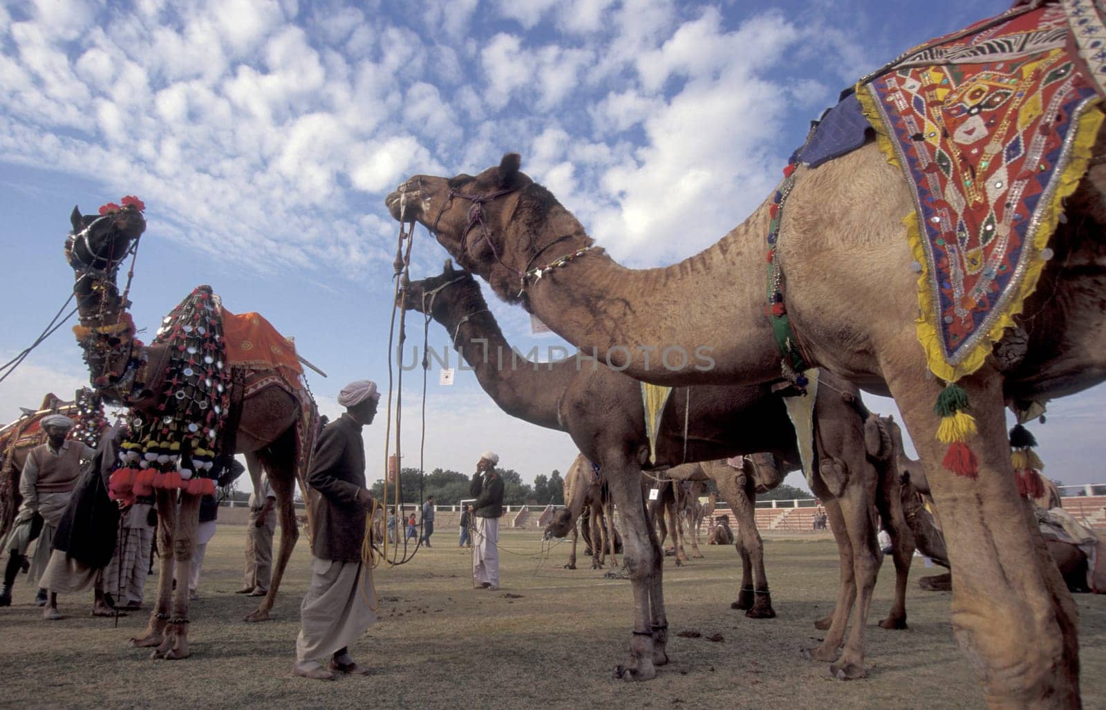 a camel herder at the Bikaner Camel Festival in the Town of Bikaner in the Province of Rajasthan in India.  India, Bikaner, January, 1998
