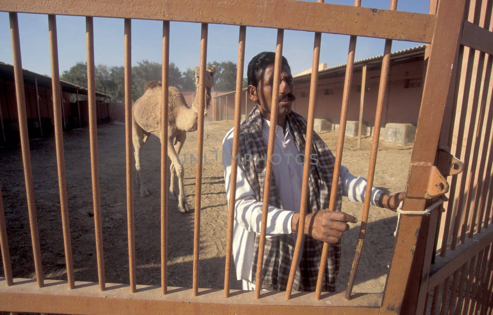 Camels at the Bikaner Camel Farm in the Town of Bikaner in the Province of Rajasthan in India.  India, Bikaner, January, 1998