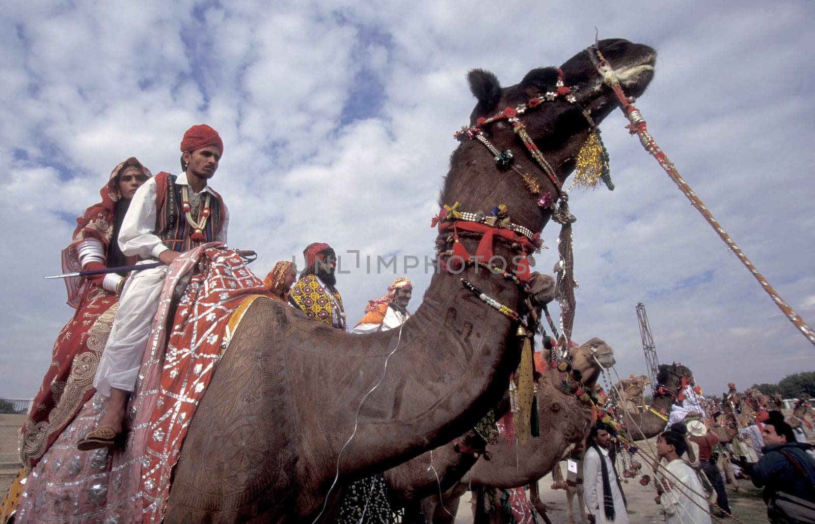 a camel herder in traditional Rajasthani dress at the Bikaner Camel Festival in the Town of Bikaner in the Province of Rajasthan in India.  India, Bikaner, January, 1998