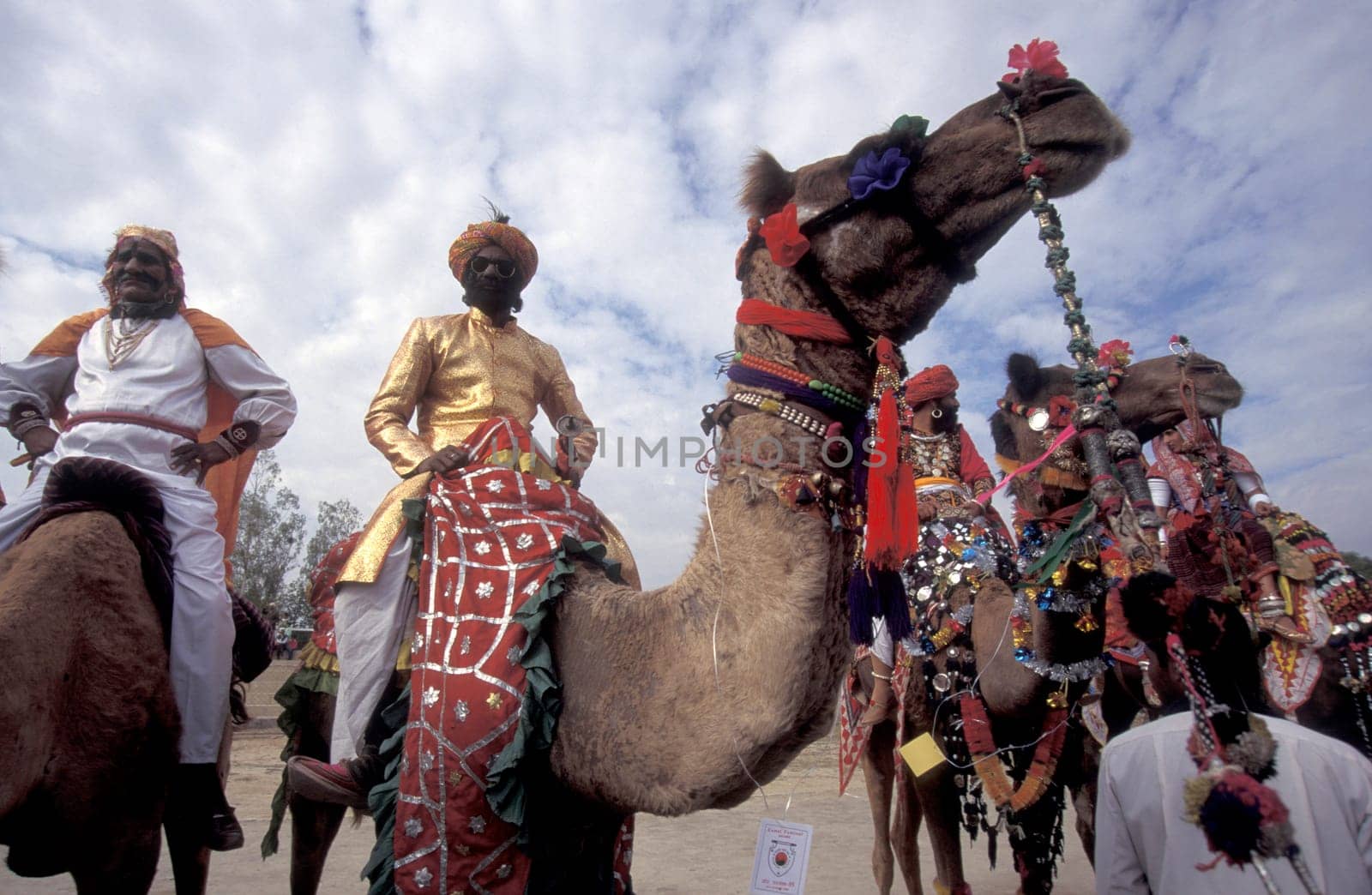 a camel herder in traditional Rajasthani dress at the Bikaner Camel Festival in the Town of Bikaner in the Province of Rajasthan in India.  India, Bikaner, January, 1998