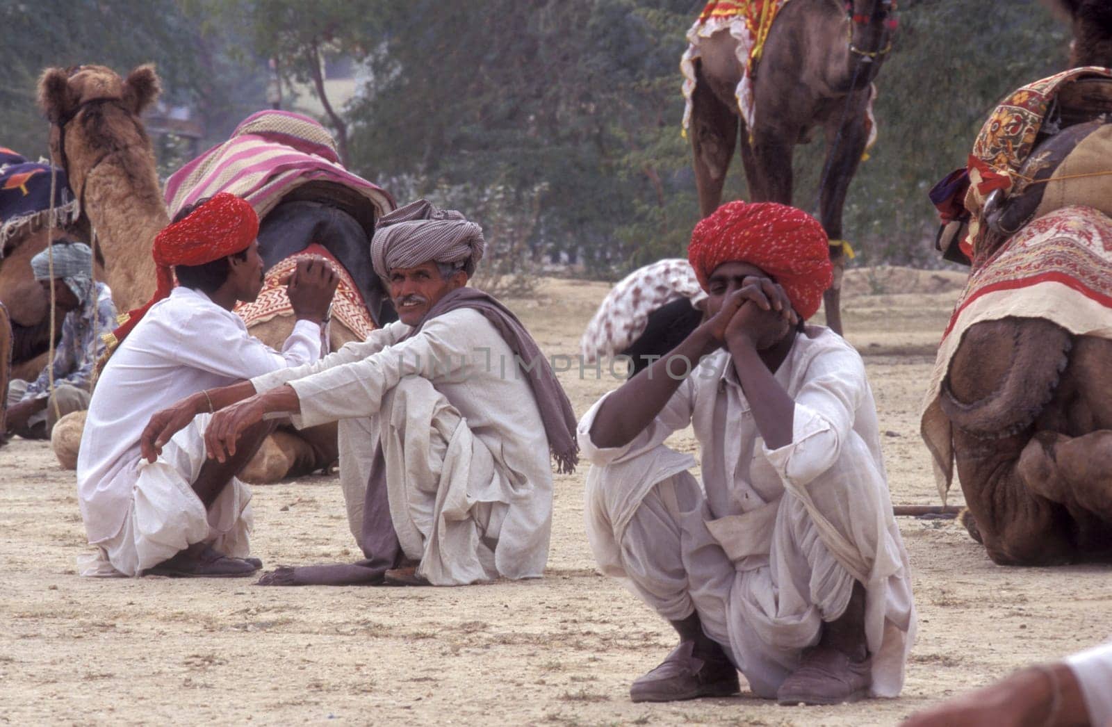 a camel herder at the Bikaner Camel Festival in the Town of Bikaner in the Province of Rajasthan in India.  India, Bikaner, January, 1998
