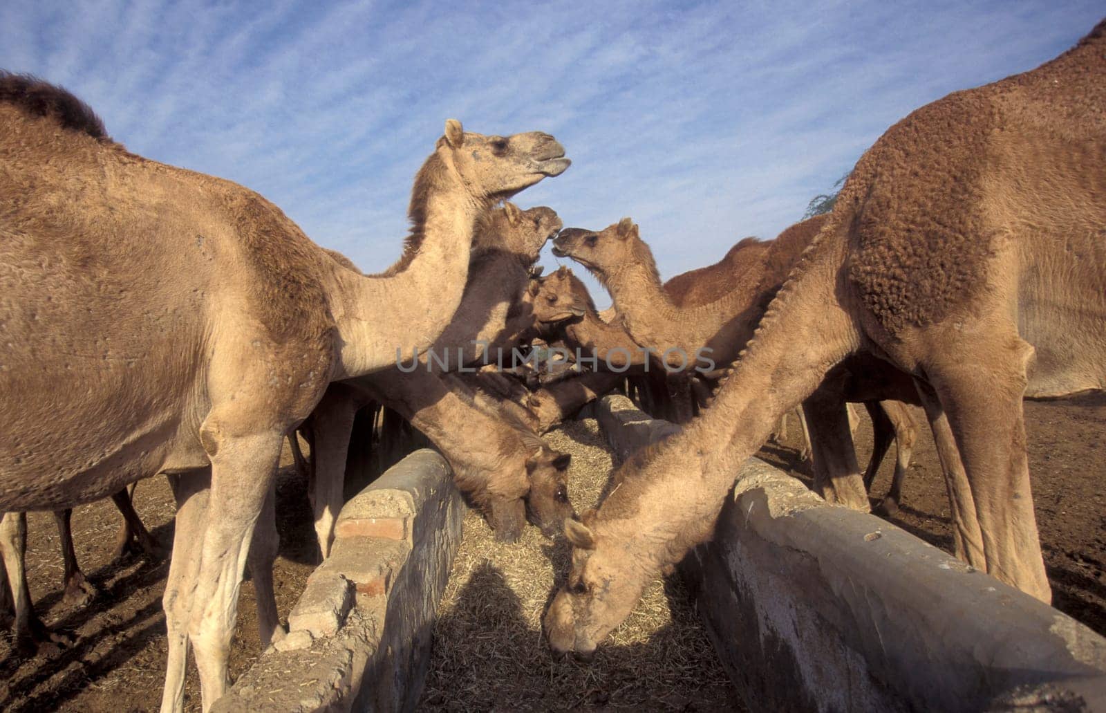 Camels at the Bikaner Camel Festival in the Town of Bikaner in the Province of Rajasthan in India.  India, Bikaner, January, 1998