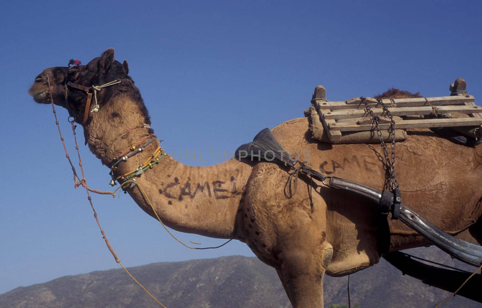 Camels at the Bikaner Camel Festival in the Town of Bikaner in the Province of Rajasthan in India.  India, Bikaner, January, 1998