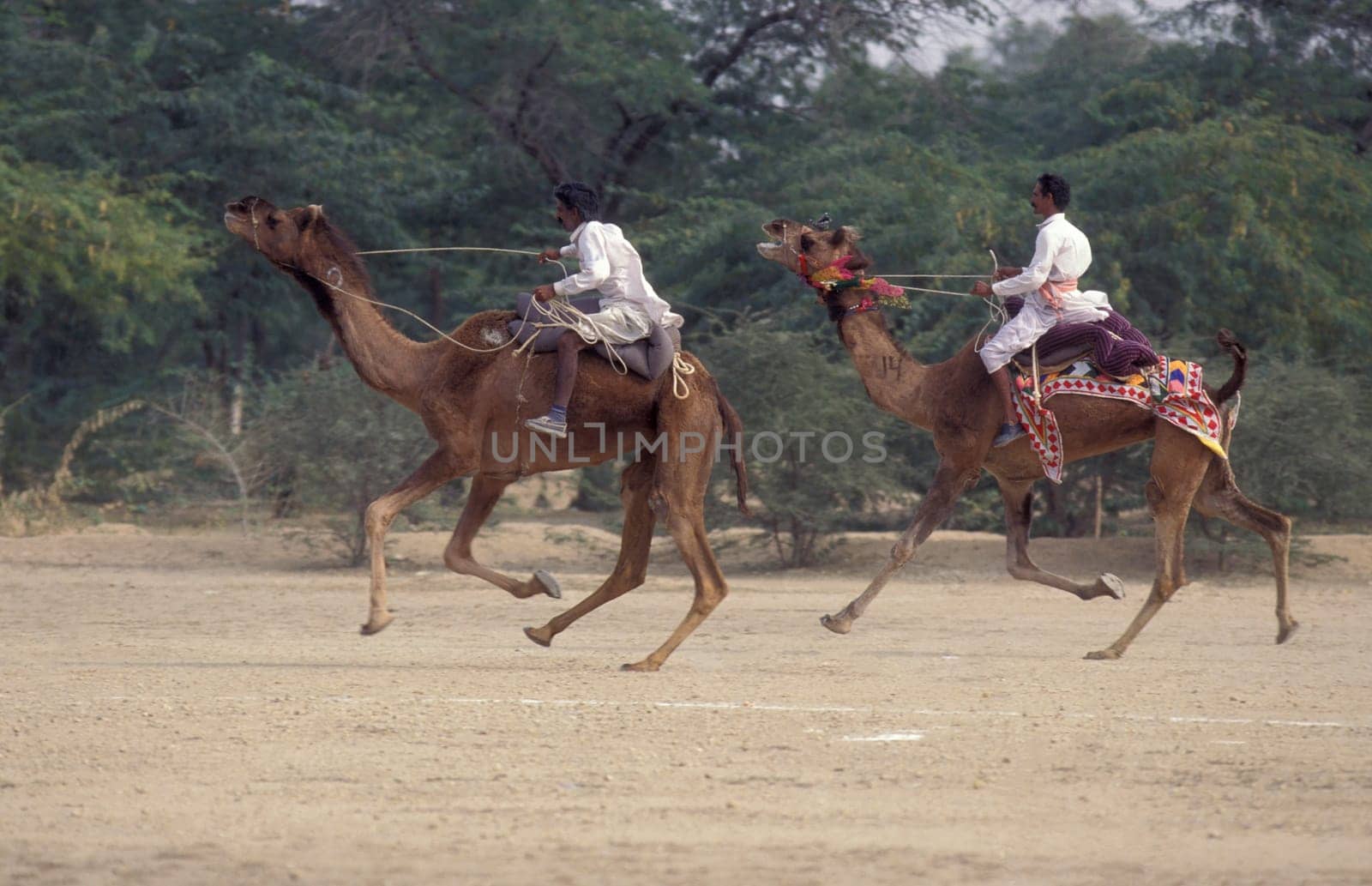 a camel herder at the Bikaner Camel Festival and Race in the Town of Bikaner in the Province of Rajasthan in India.  India, Bikaner, January, 1998