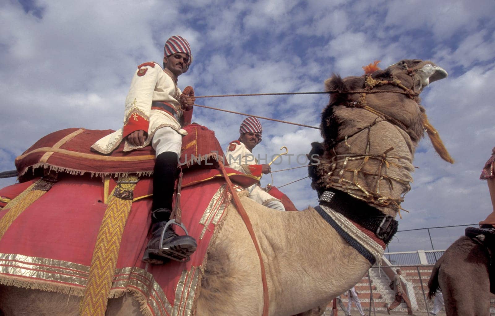 a camel herder in traditional Rajasthani dress at the Bikaner Camel Festival in the Town of Bikaner in the Province of Rajasthan in India.  India, Bikaner, January, 1998