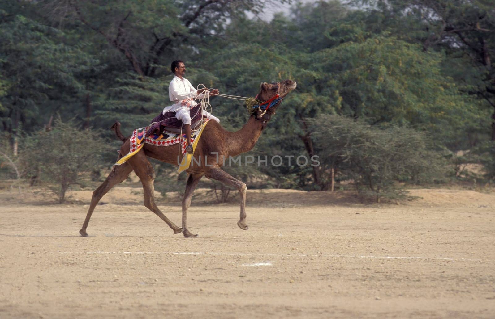 a camel herder at the Bikaner Camel Festival and Race in the Town of Bikaner in the Province of Rajasthan in India.  India, Bikaner, January, 1998
