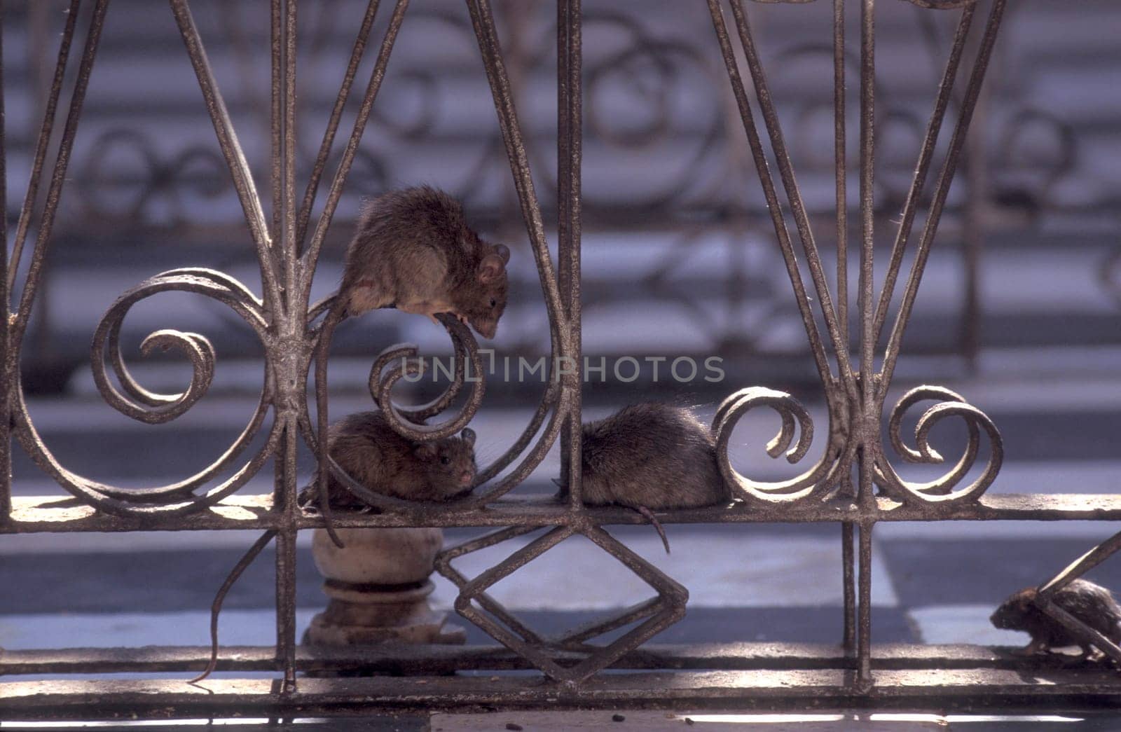 a Rat inside of the Karni Mata Rat Temple in the Town of Deshnoke in the Province of Rajasthan in India.  India, Bikaner, January, 1998