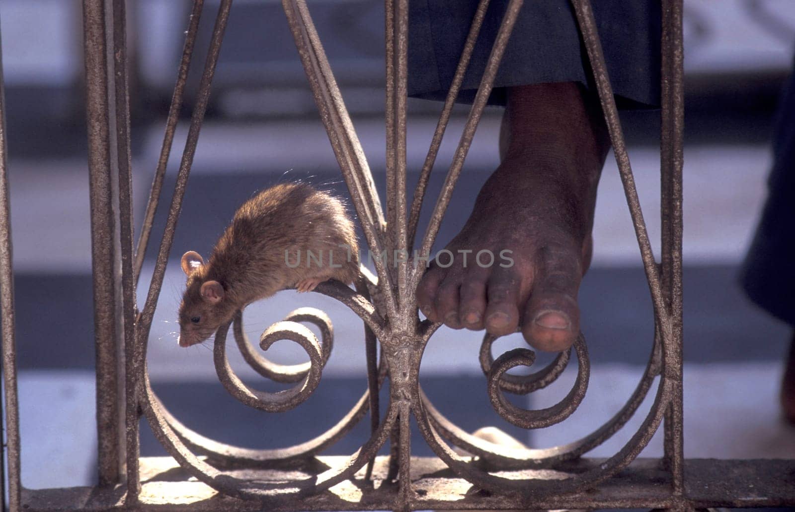 a Rat inside of the Karni Mata Rat Temple in the Town of Deshnoke in the Province of Rajasthan in India.  India, Bikaner, January, 1998