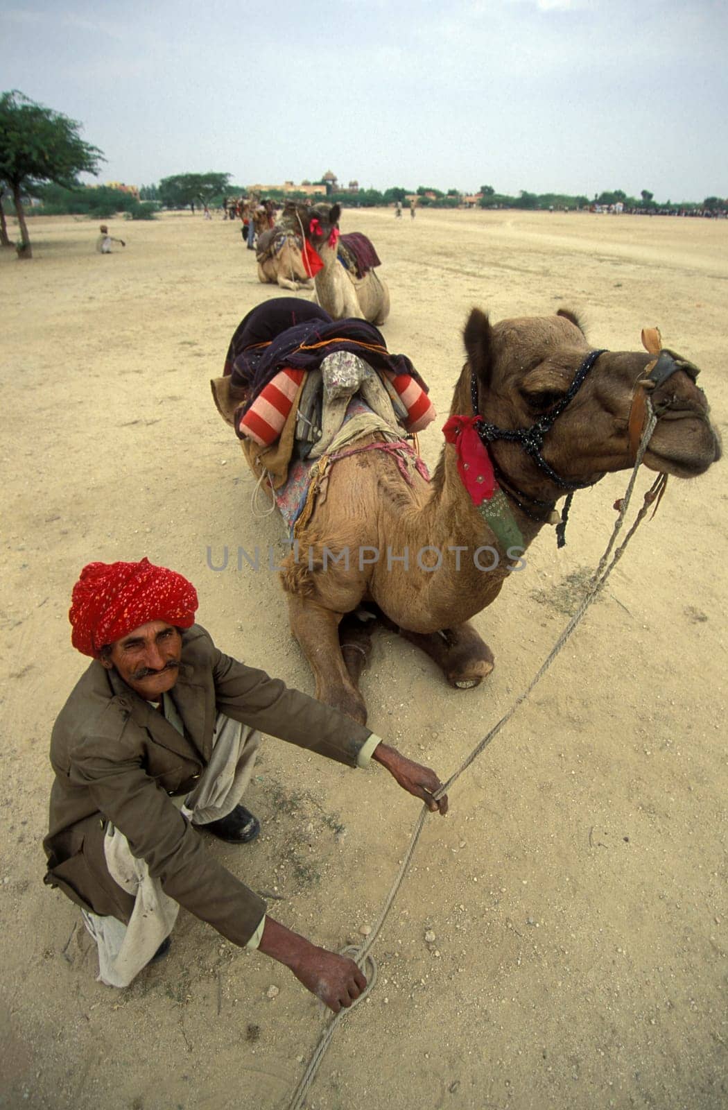 a camel herder at the Bikaner Camel Festival in the Town of Bikaner in the Province of Rajasthan in India.  India, Bikaner, January, 1998