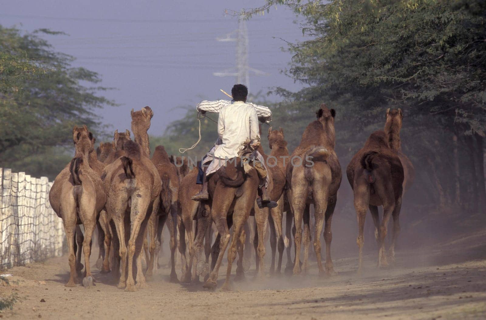 a camel herder at the Bikaner Camel Festival in the Town of Bikaner in the Province of Rajasthan in India.  India, Bikaner, January, 1998