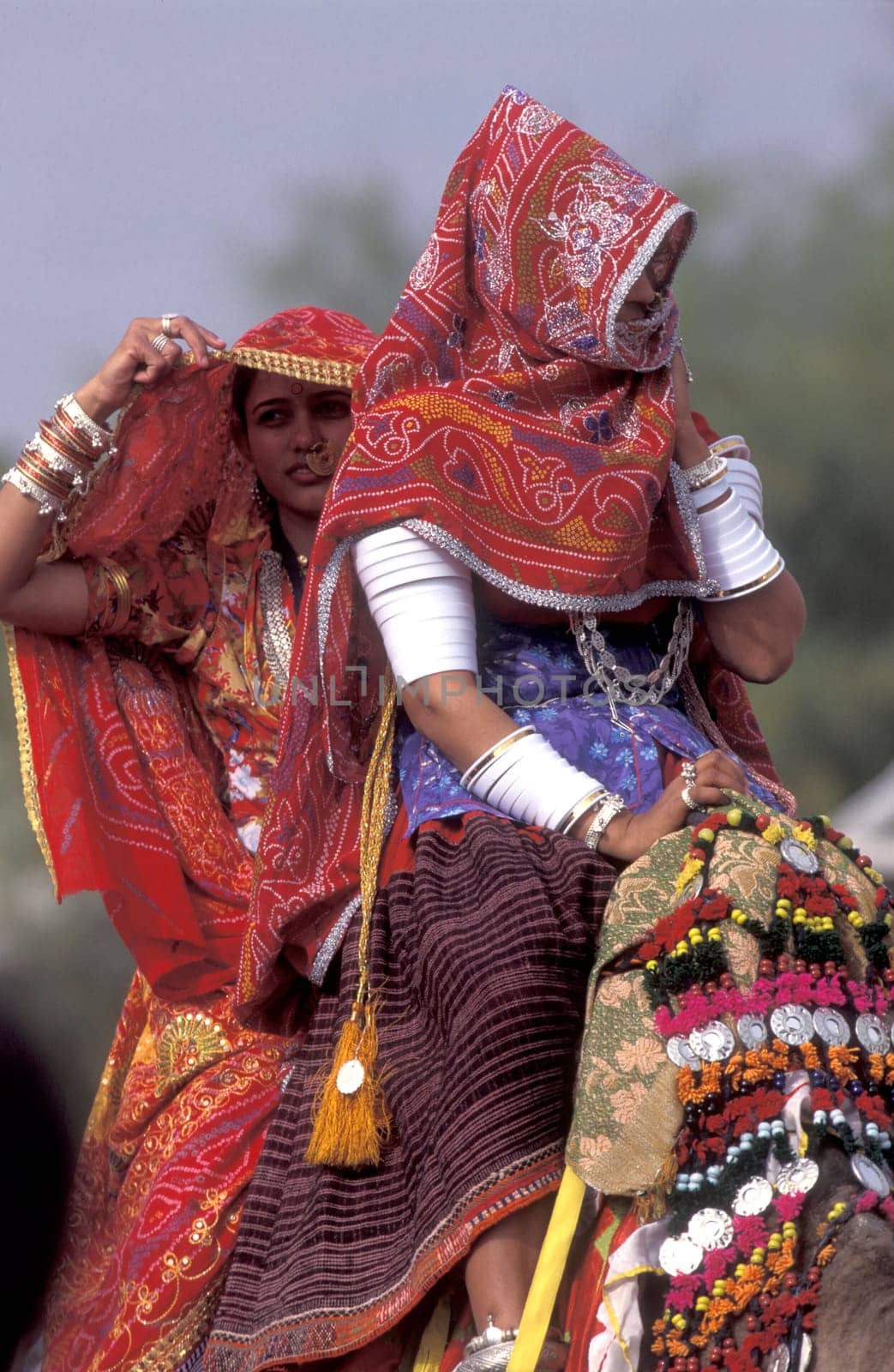 Women in traditional Rajasthani dress on a Camel at the Bikaner Camel Festival in the Town of Bikaner in the Province of Rajasthan in India.  India, Bikaner, January, 1998