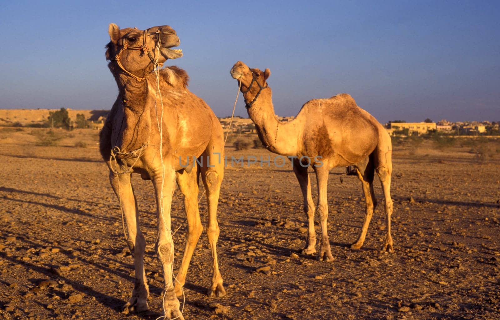 Camels at the Bikaner Camel Festival in the Town of Bikaner in the Province of Rajasthan in India.  India, Bikaner, January, 1998