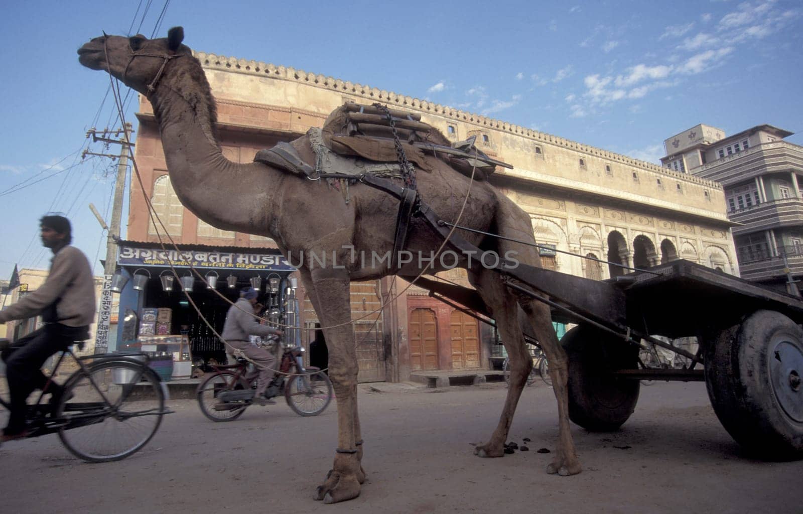 a Camel wagon on a road in the City of Jaipur in the Province of Rajasthan in India.  India, Jaipur, January, 1998