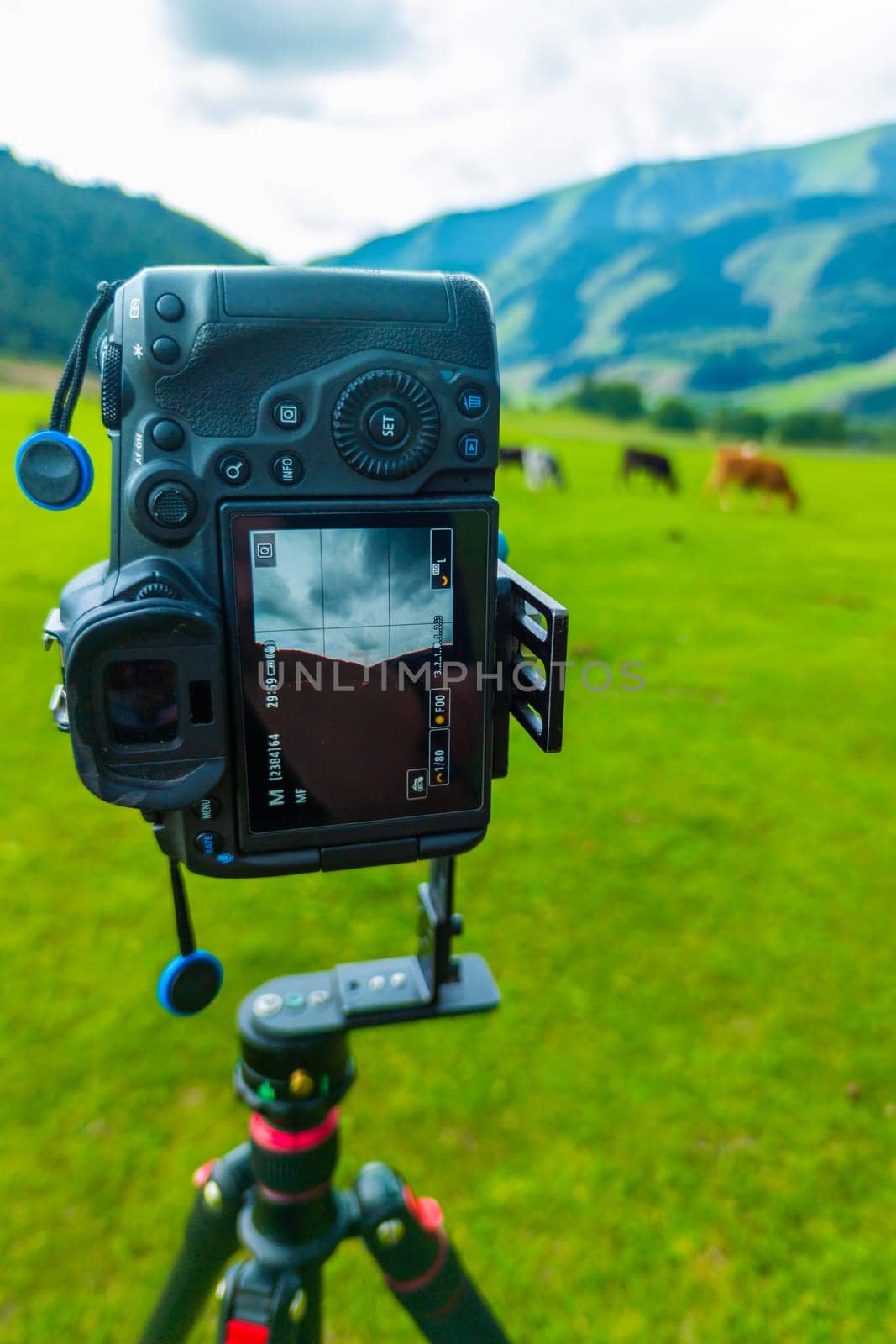 professional camera on a tripod shooting grazing cows at mountain meadow vertically