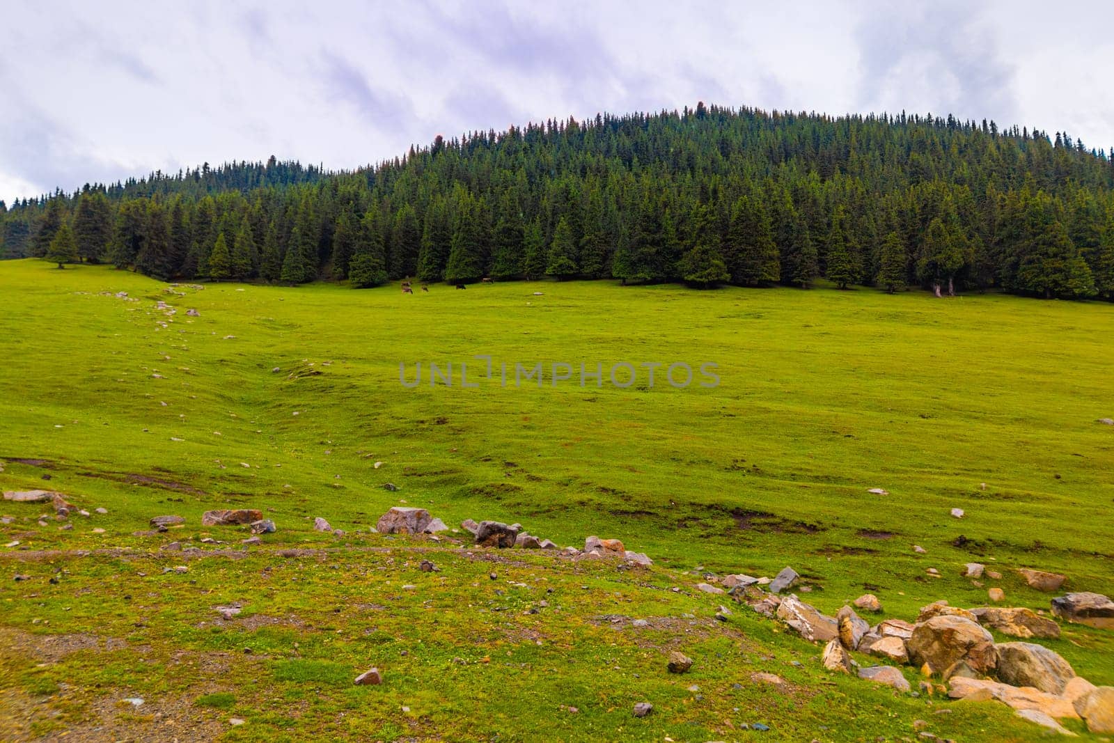 few free-range grass-fed cows are grazing near spruce forest at the mountain hills at rainy summer day in Grigoryevskoye gorge in Kyrgyzstan