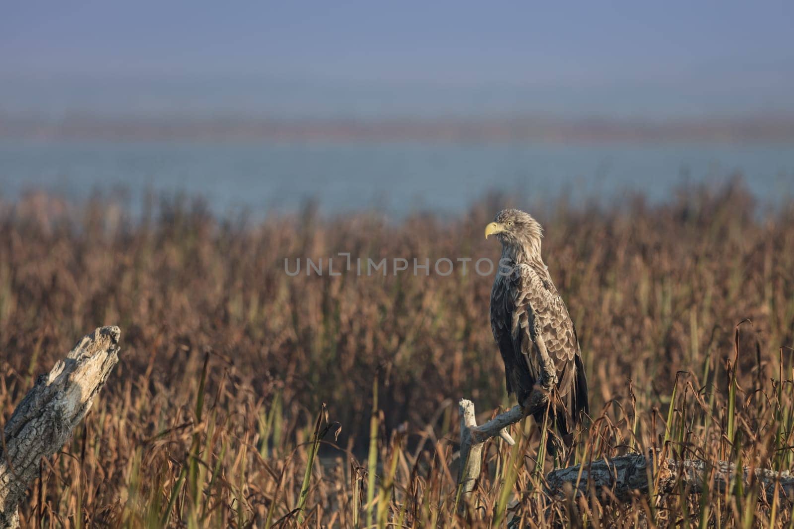 white tailed eagle in tree. Danube Delta Romania
