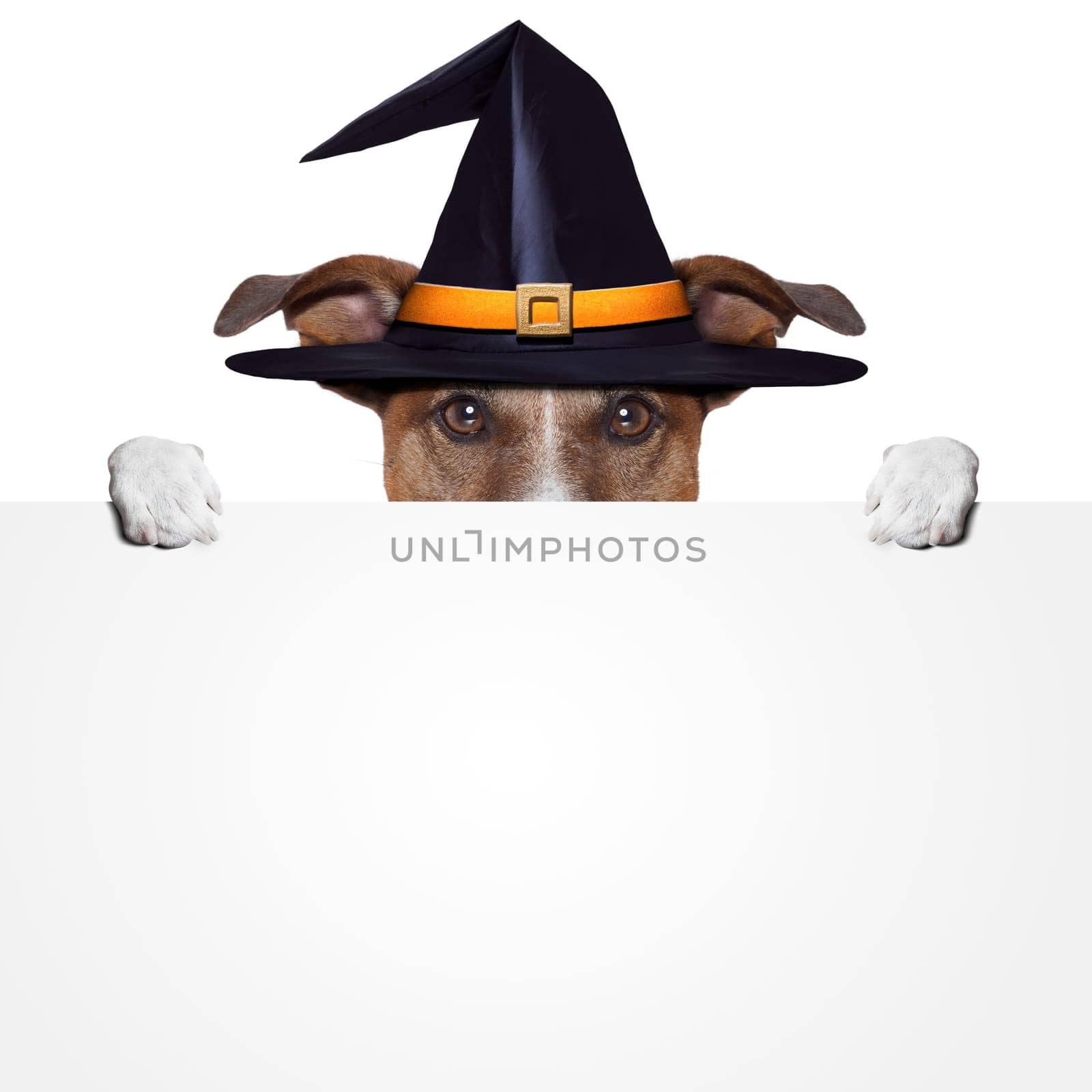 halloween placeholder banner dog