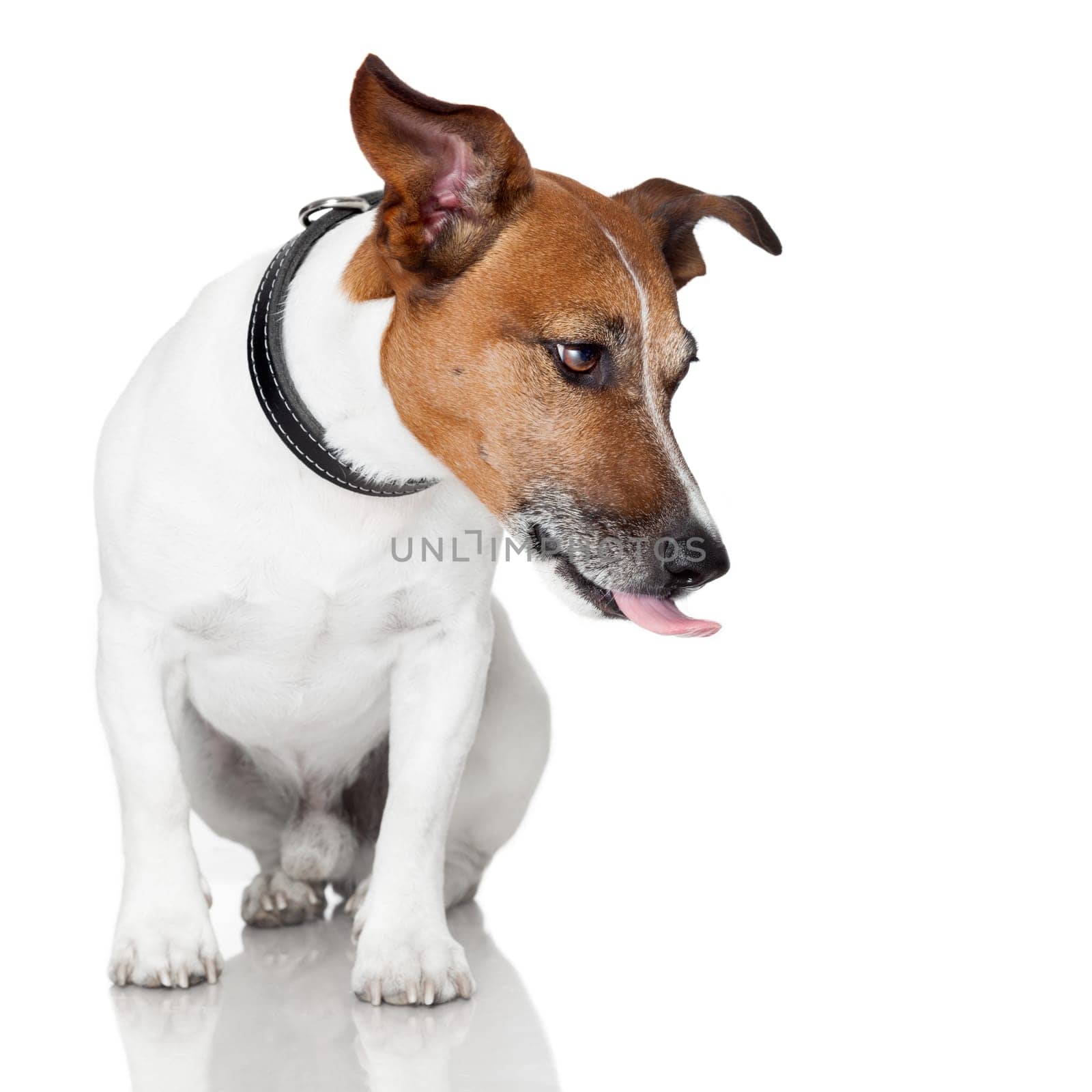 dog licking tongue hungry