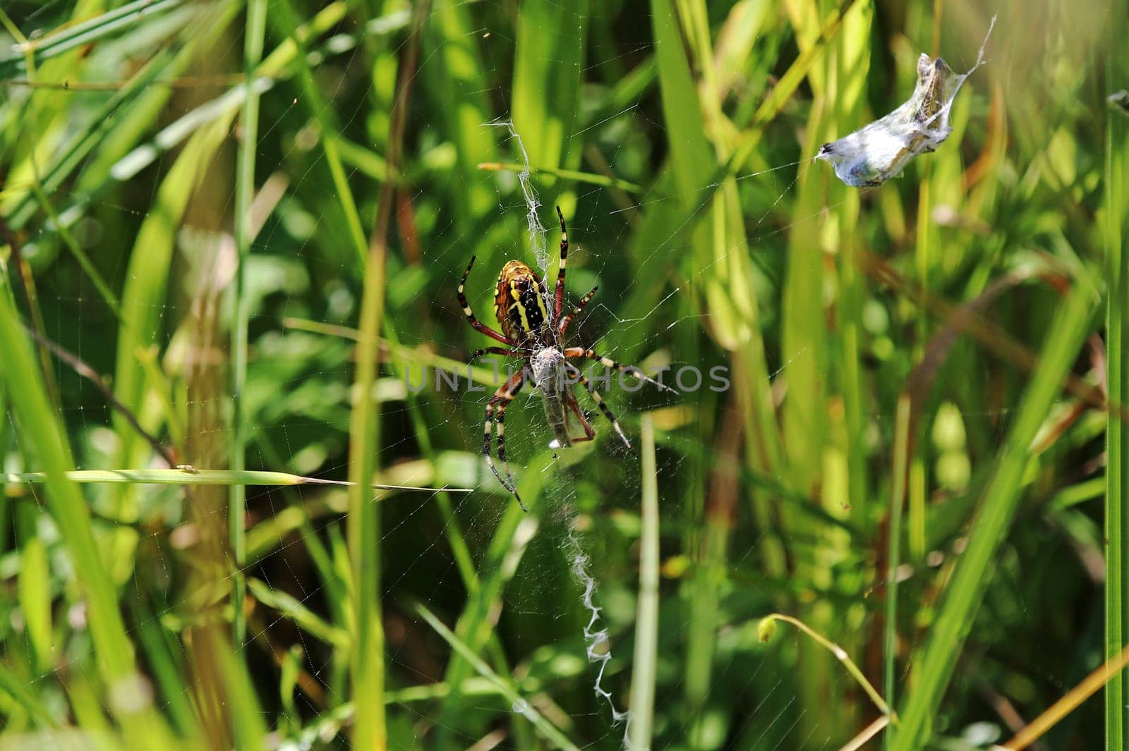 A female wasp spider has caught prey in her web