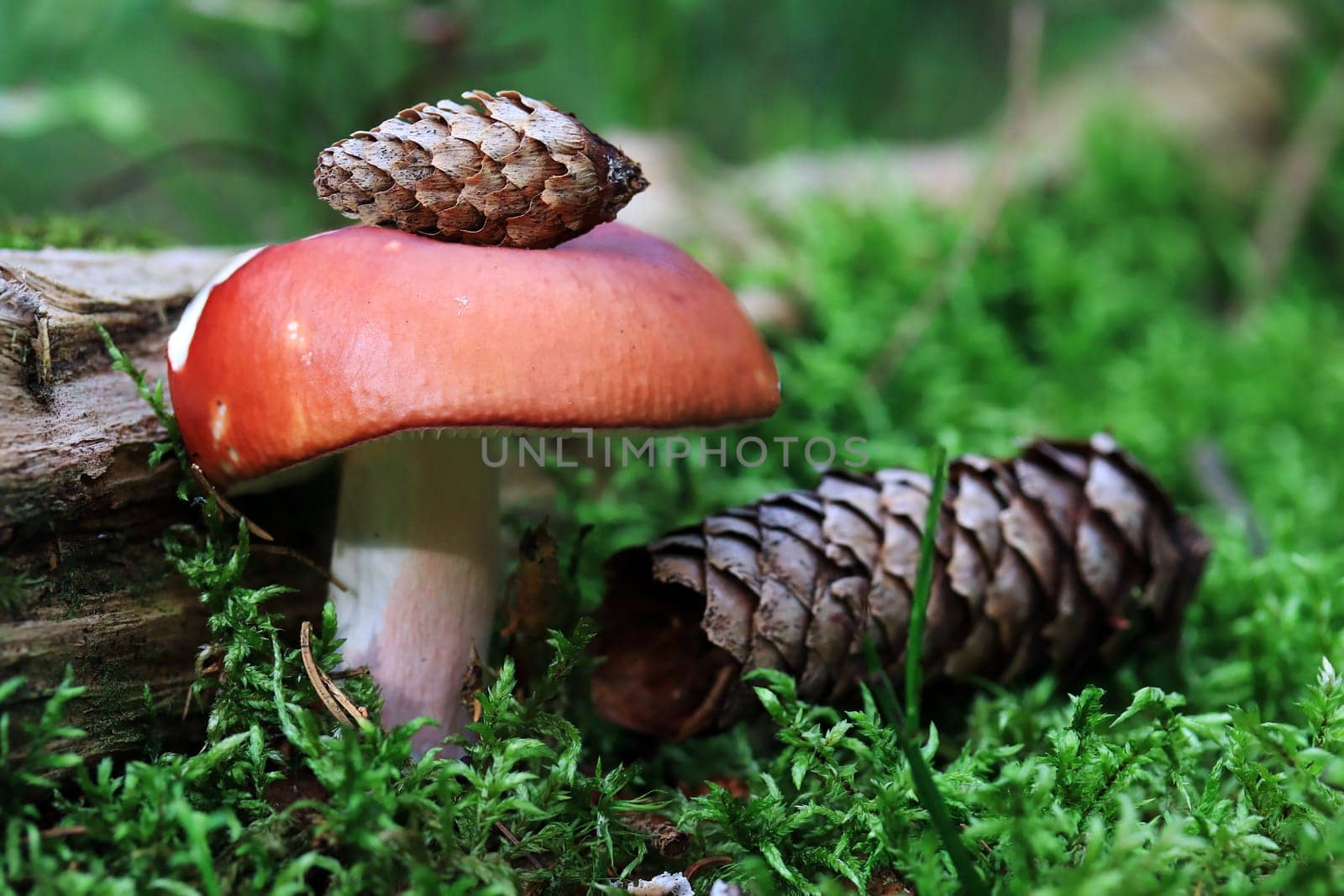 The flame-stemmed russula is a red and white mushroom. Red mushroom with spruce cones