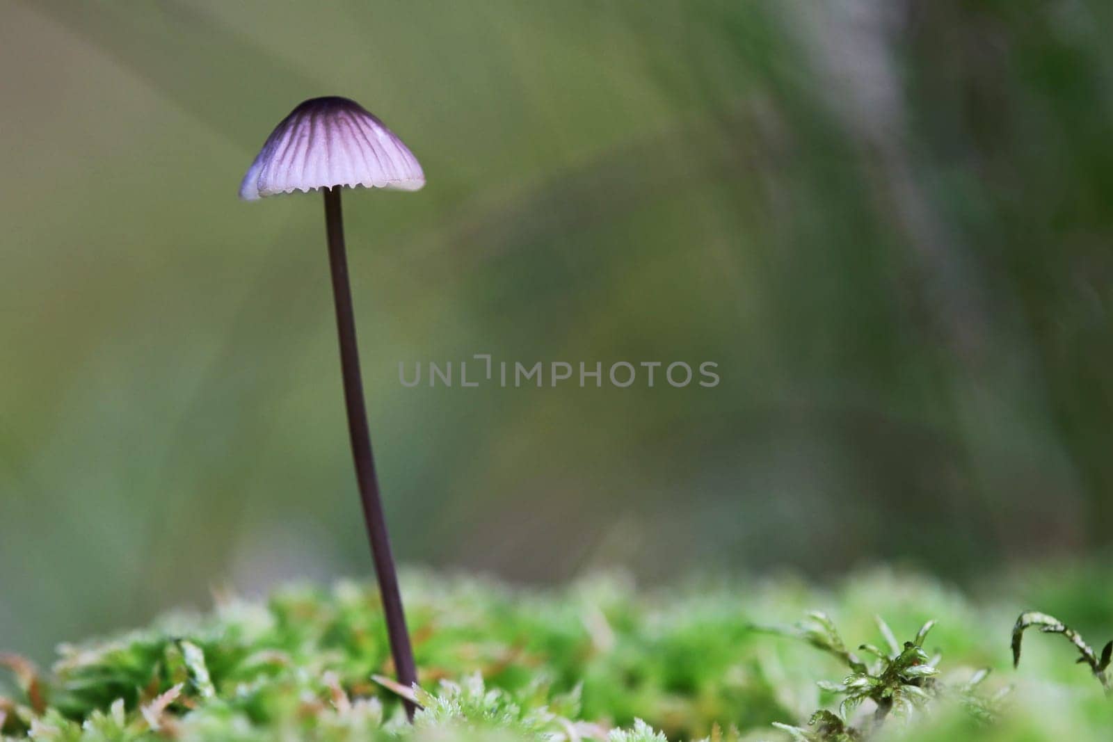 The tough thread helminth is a small, delicate fungus that grows in moss