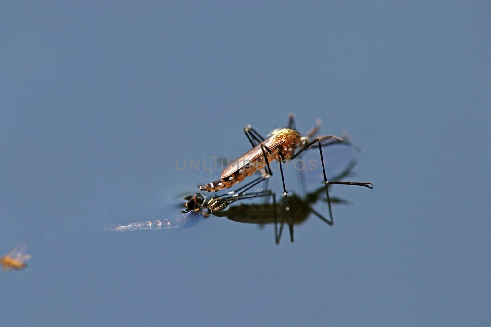 Newly hatched male mosquito, an Asian bush mosquito (Aedes japonicus)
