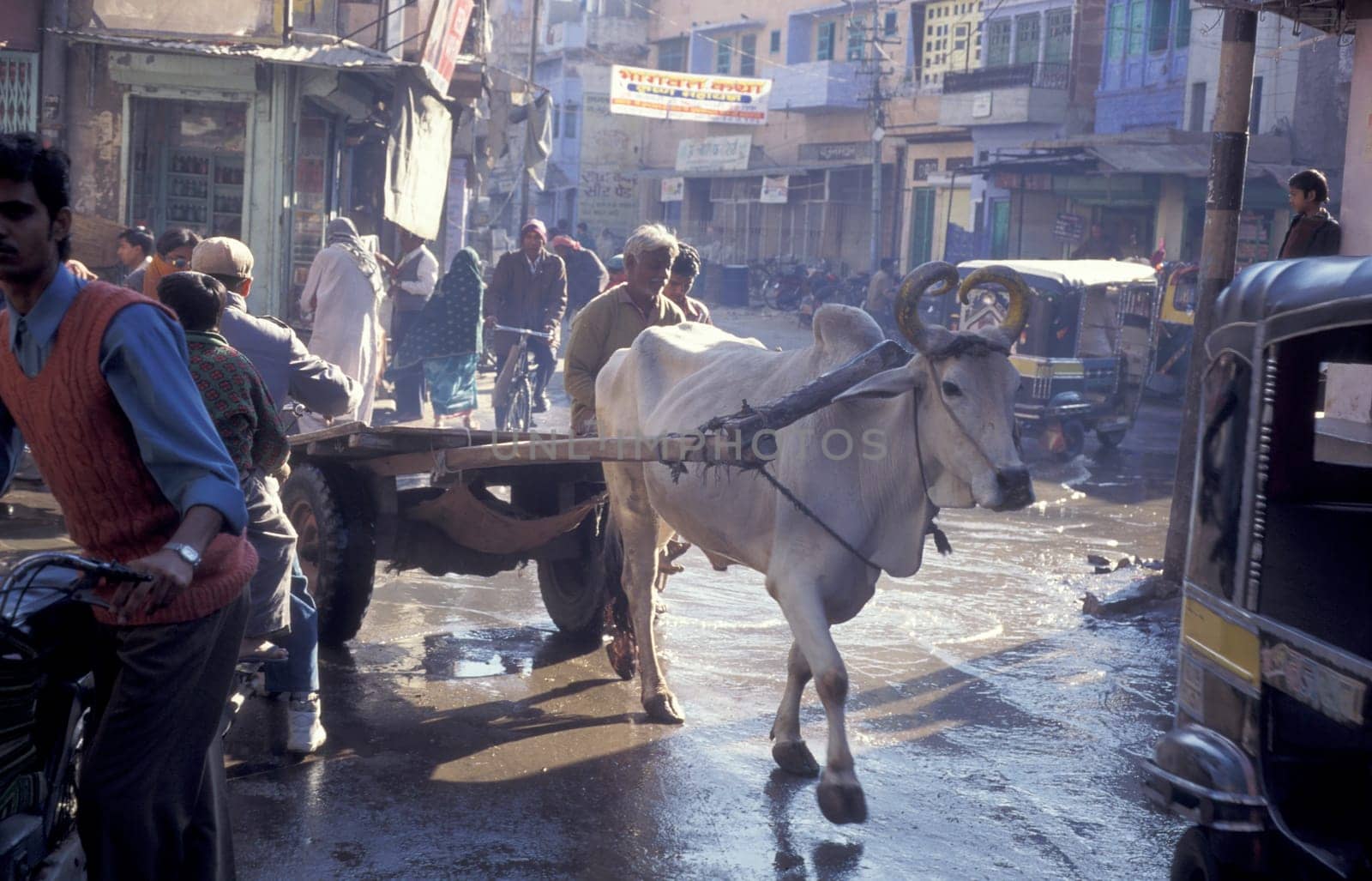 the Traffic with Ox Cart in the Blue City and Town of Jodhpur in the Province of Rajasthan in India.  India, Jodhpur, January, 1998