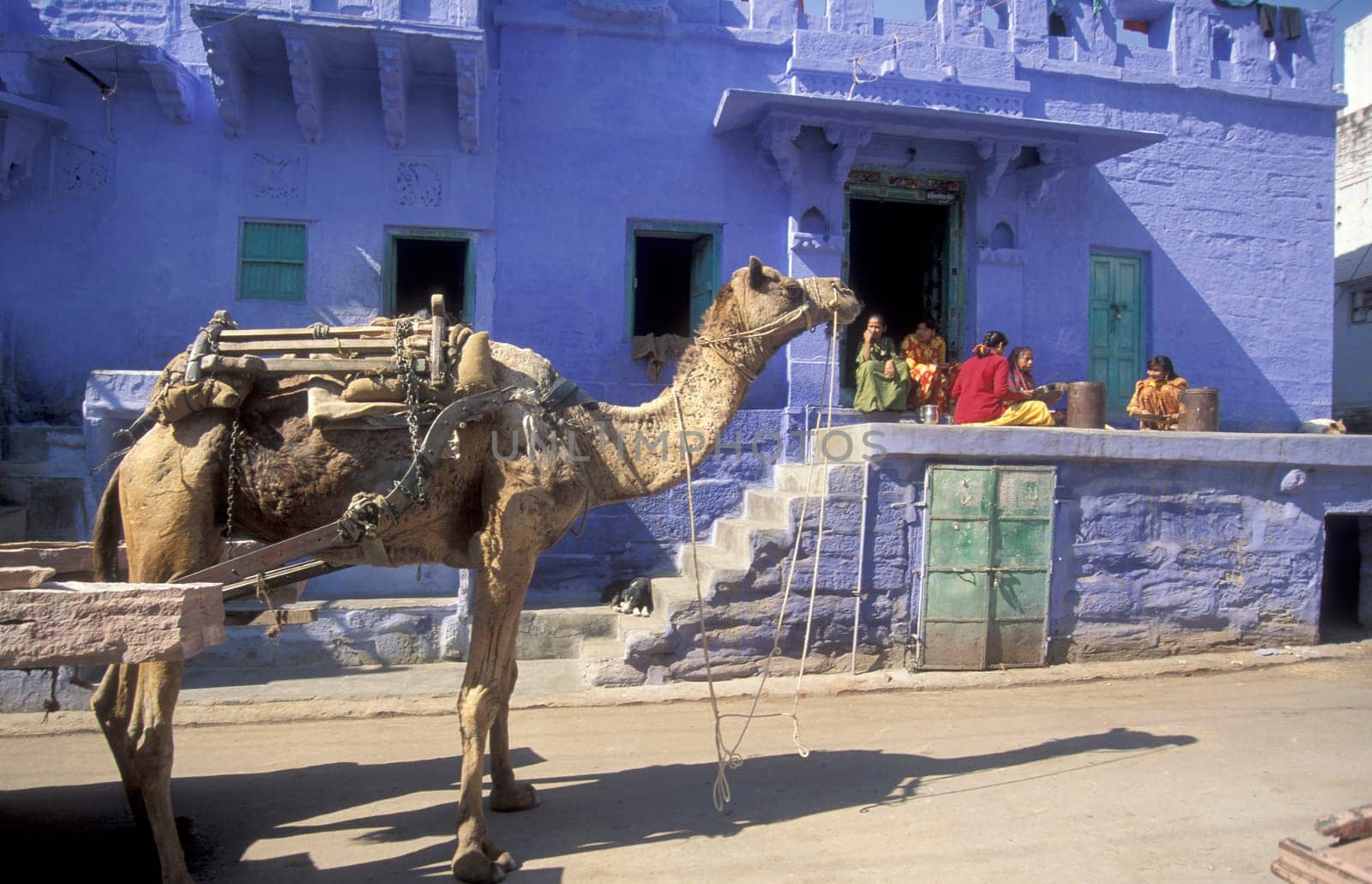 a camel at a blue painted living House in the Blue City and Town of Jodhpur in the Province of Rajasthan in India.  India, Jodhpur, January, 1998