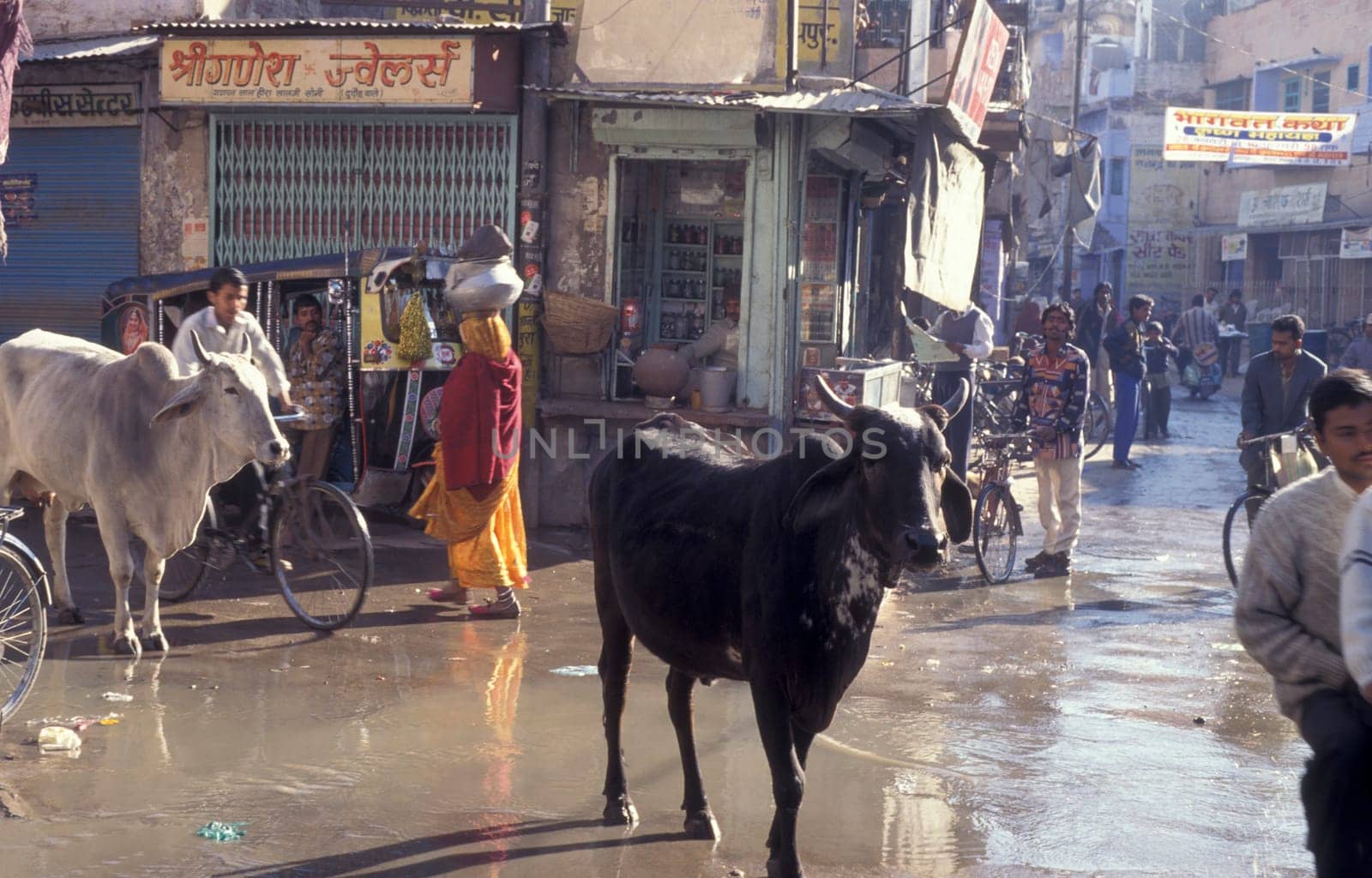 the Traffic with a holy cow in the Blue City and Town of Jodhpur in the Province of Rajasthan in India.  India, Jodhpur, January, 1998