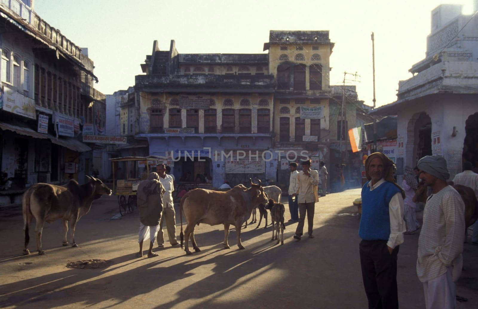People and Holy Cow at a square with blue painted living House in the Blue City and Town of Jodhpur in the Province of Rajasthan in India.  India, Jodhpur, January, 1998