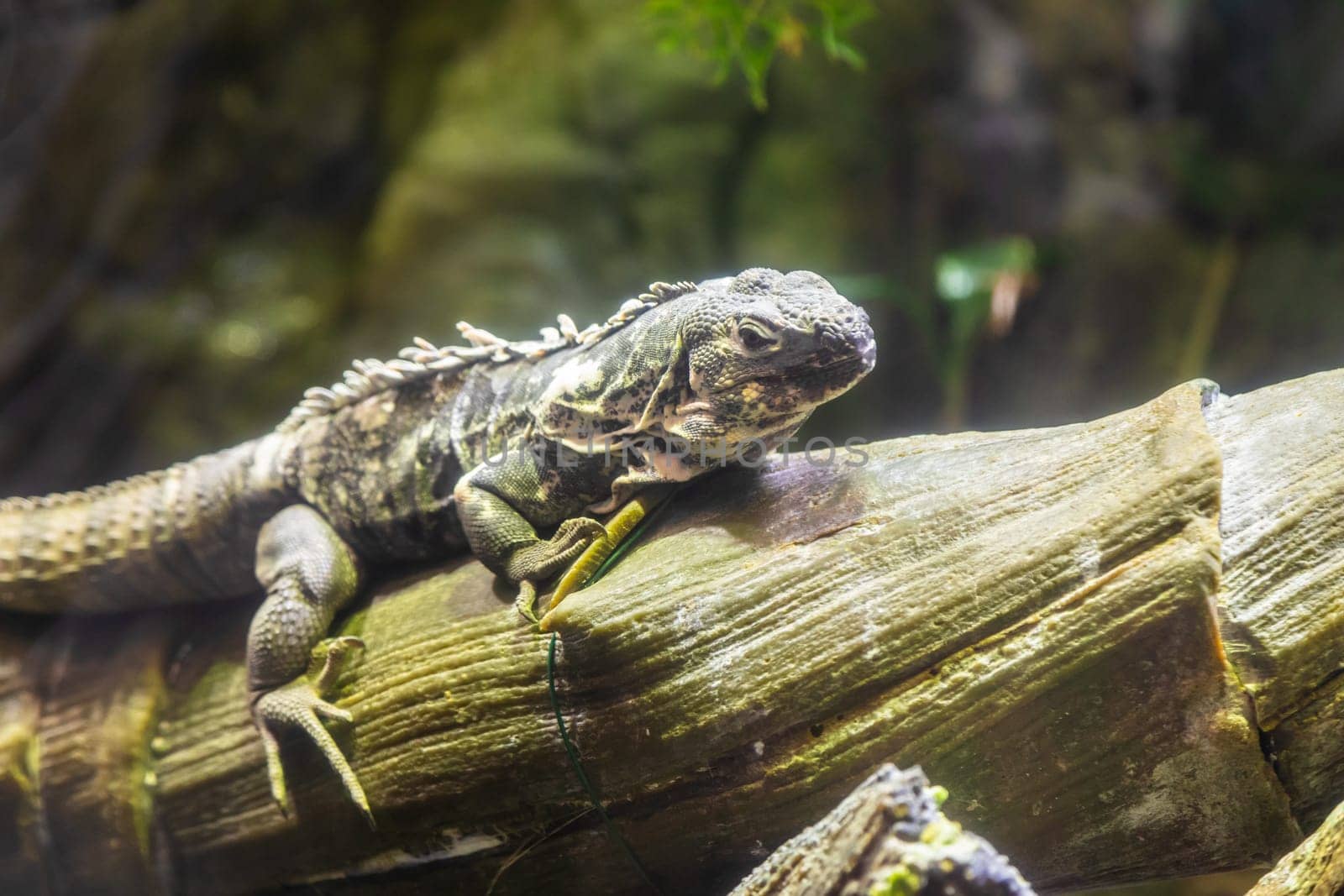 Green Iguana: large, arboreal, mostly herbivorous species of lizard of the genus Iguana
