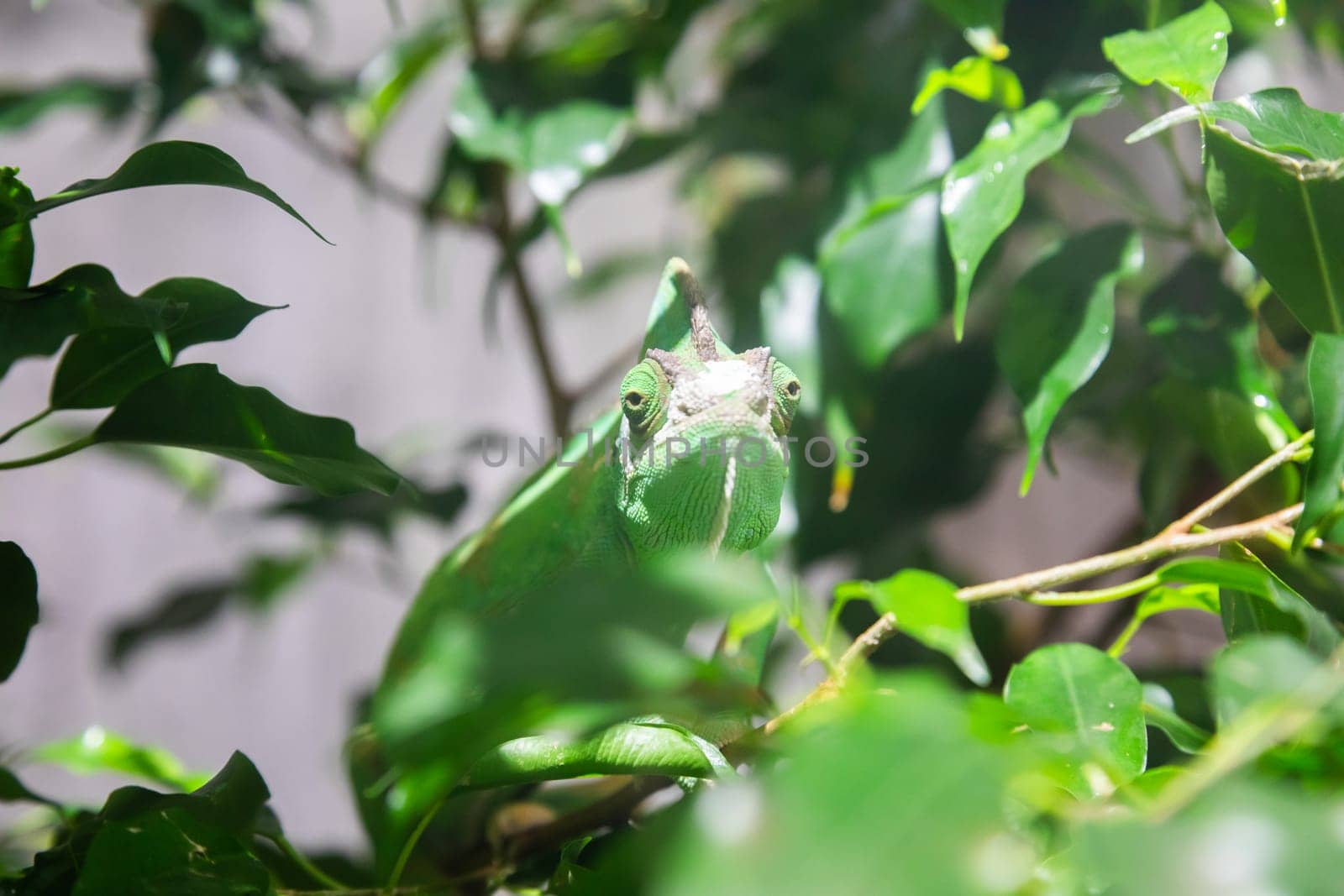 Green chameleon with jungle leafs. Natural portrait, exotic animal looking to the camera