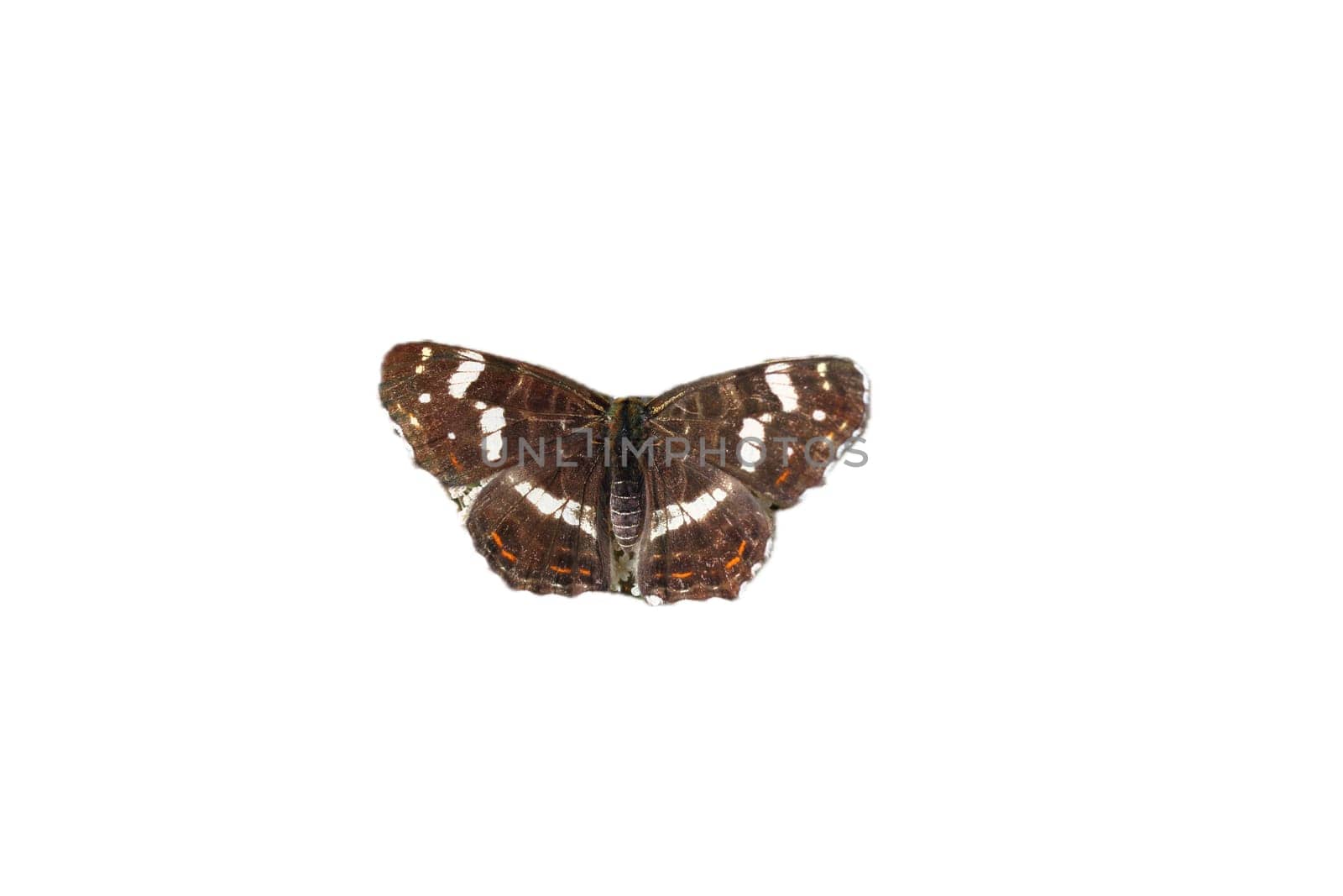 The Map Butterfly (Araschnia levana)  is a butterfly of the family Nymphalidae
