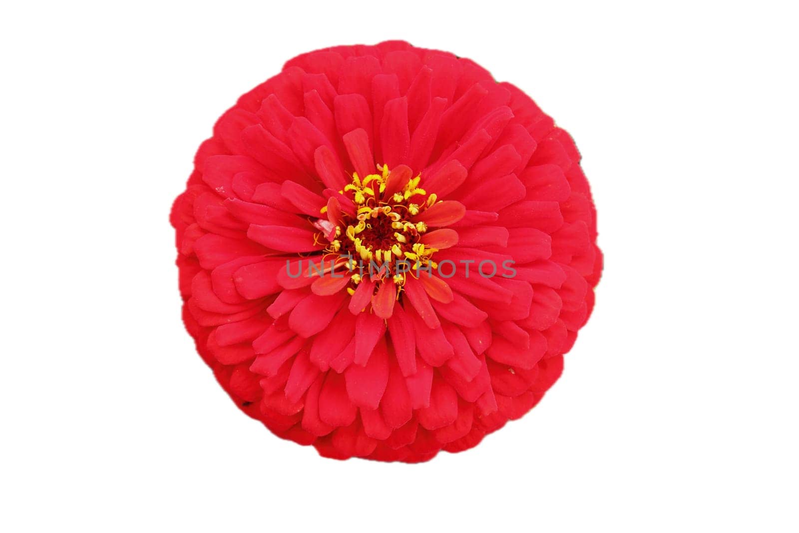 The dahlia (Dahlia), is a genus of flowering plants in the sunflower family (Asteraceae)