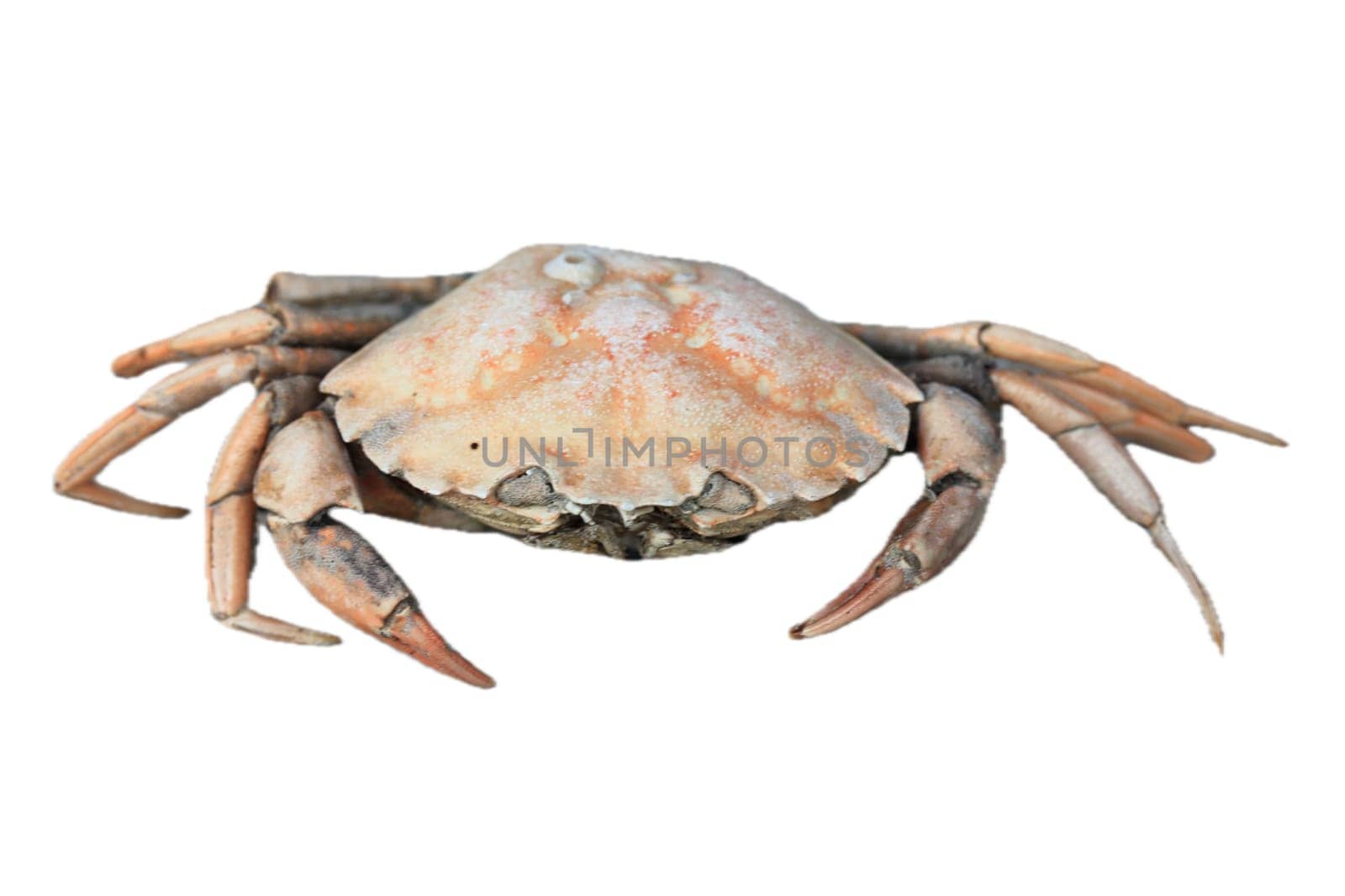 Close-up of a dead beach crab (Carcinus maenas)