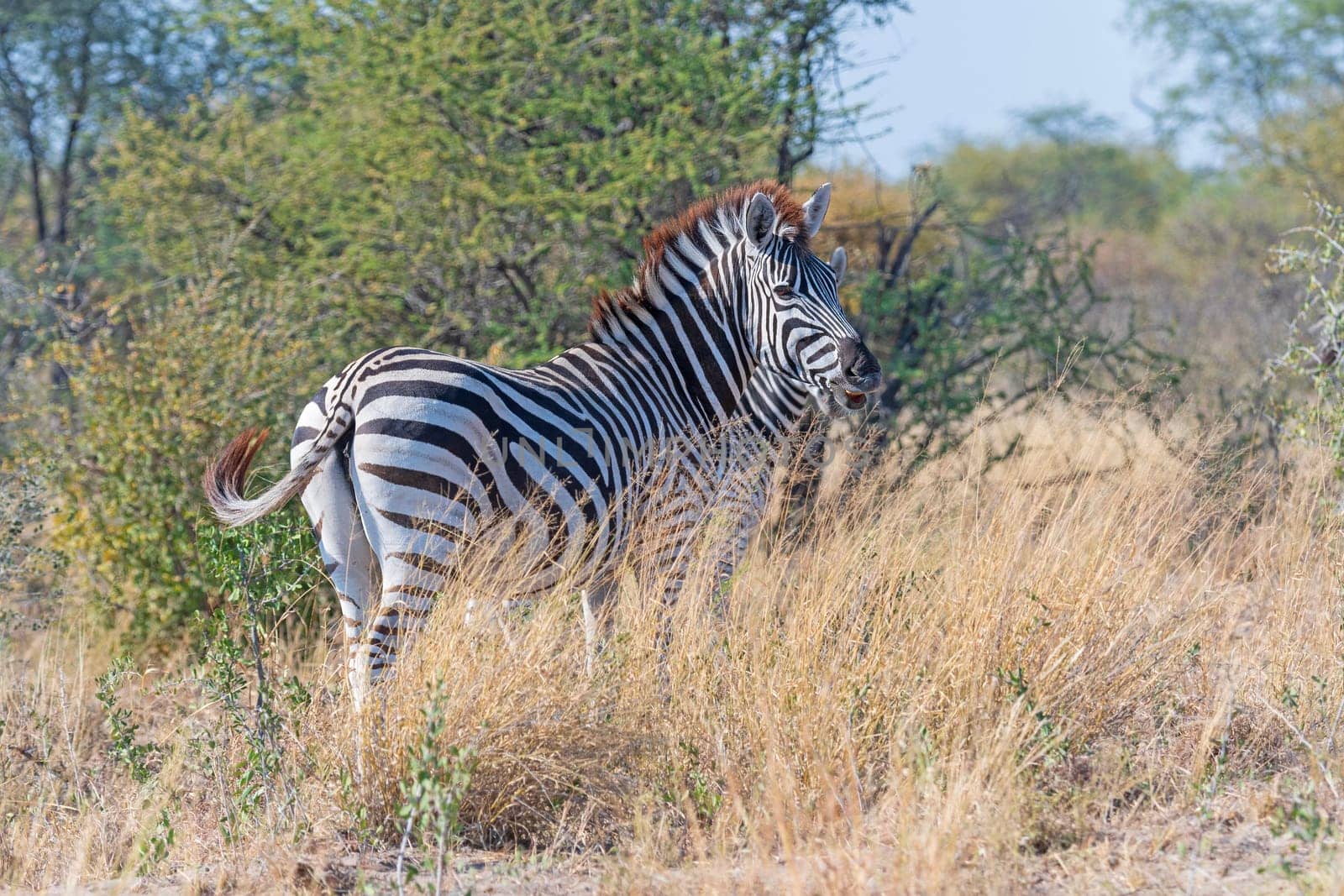 A Zebra in a Remote Grassland close to Maun, Botswana