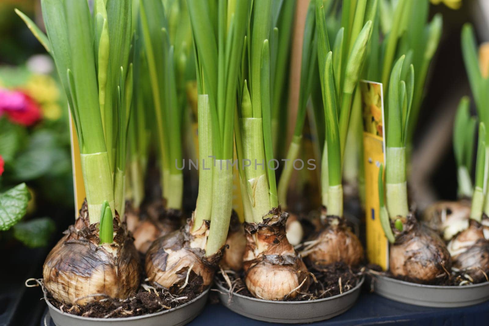 Daffodils with bulbs in the pots for Easter