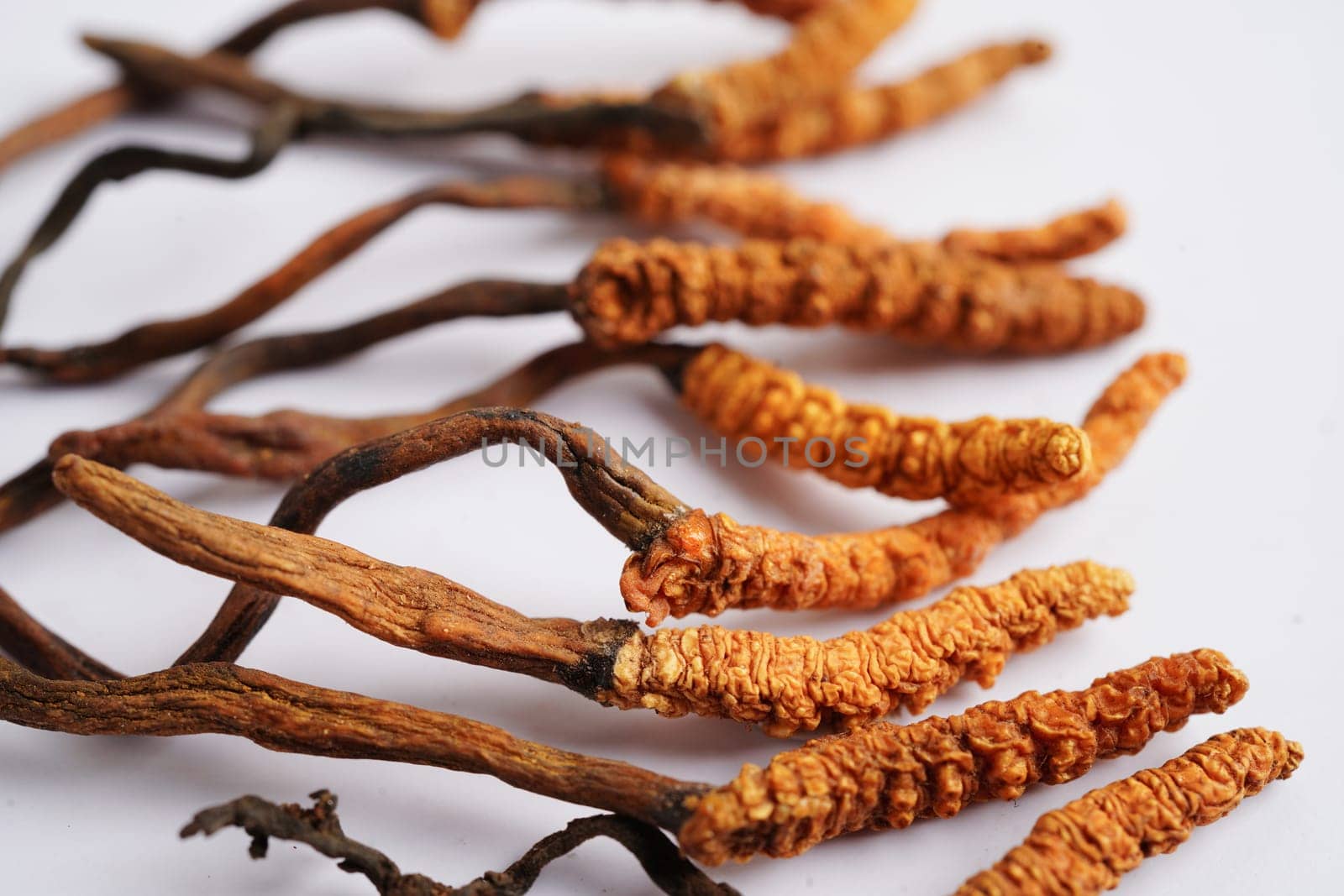 Cordyceps sinensis or Ophiocordyceps sinensis isolated on white background, mushroom herb treatment medicine.