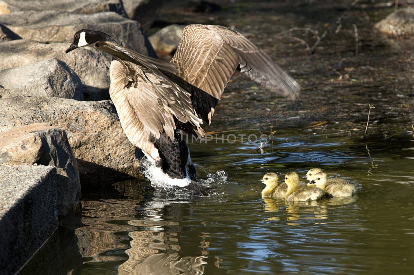 A mother goose shows goslings how to get out of the water at Manito Park in Spokane, Washington.