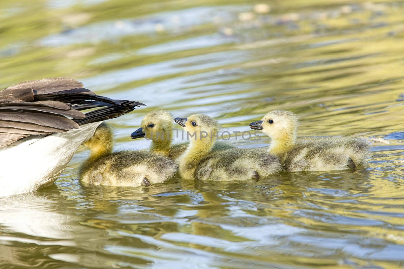 Four cute goslings swim behind their mother at Manito Park in Spokane, Washington.