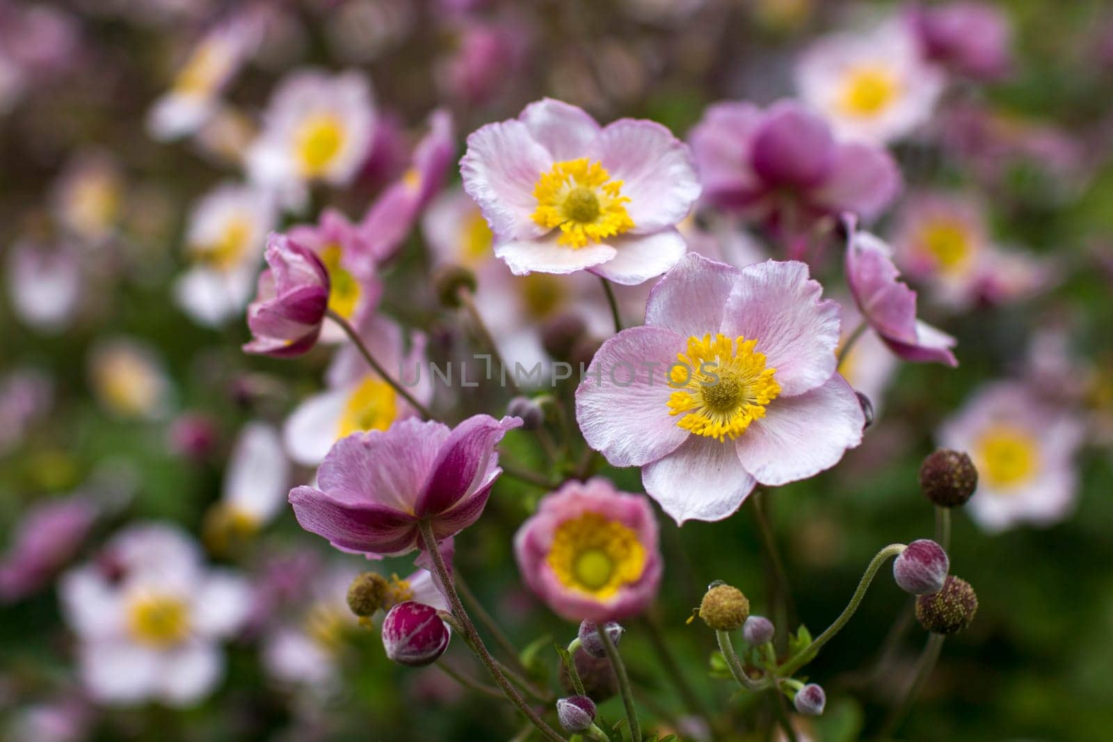 Anemone hupehensis. Commonly known as the Chinese anemone or Japanese anemone, thimbleweed, or windflower