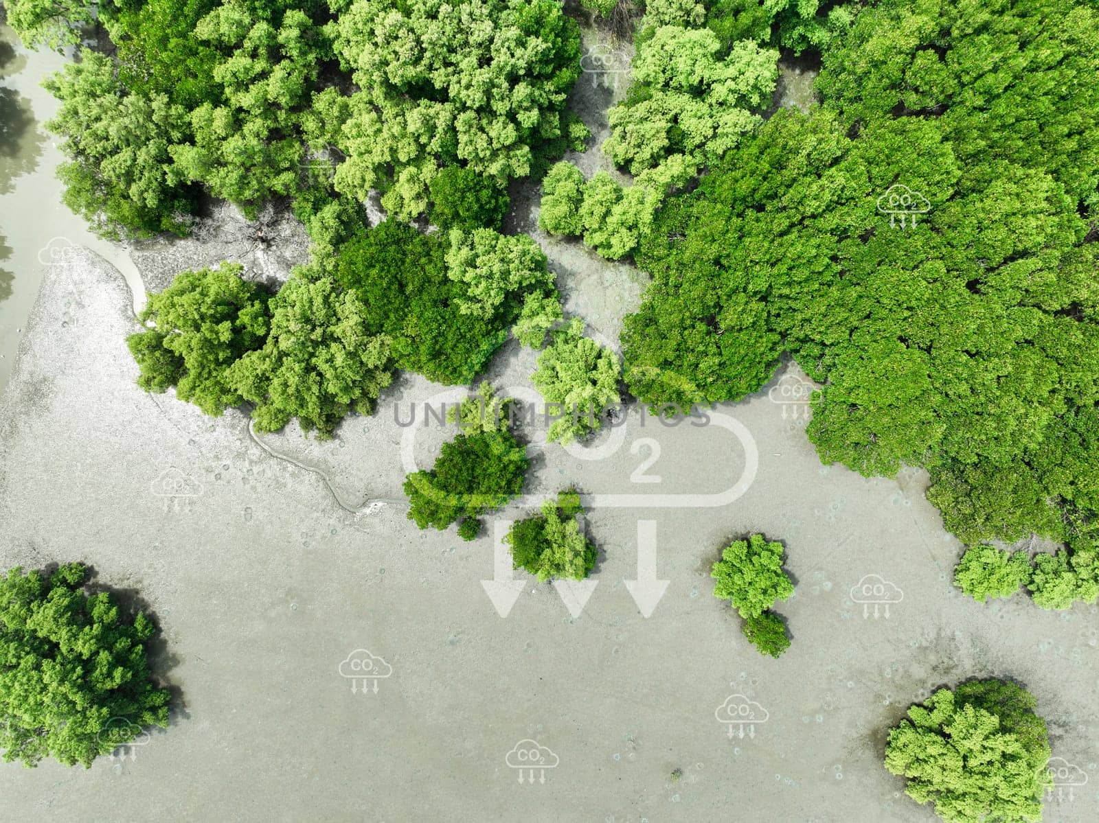Carbon capture concept. Aerial top view of green mangrove forest. Natural carbon sinks. Mangroves capture CO2 from the atmosphere. Blue carbon ecosystems. Mangroves absorb carbon dioxide emissions.