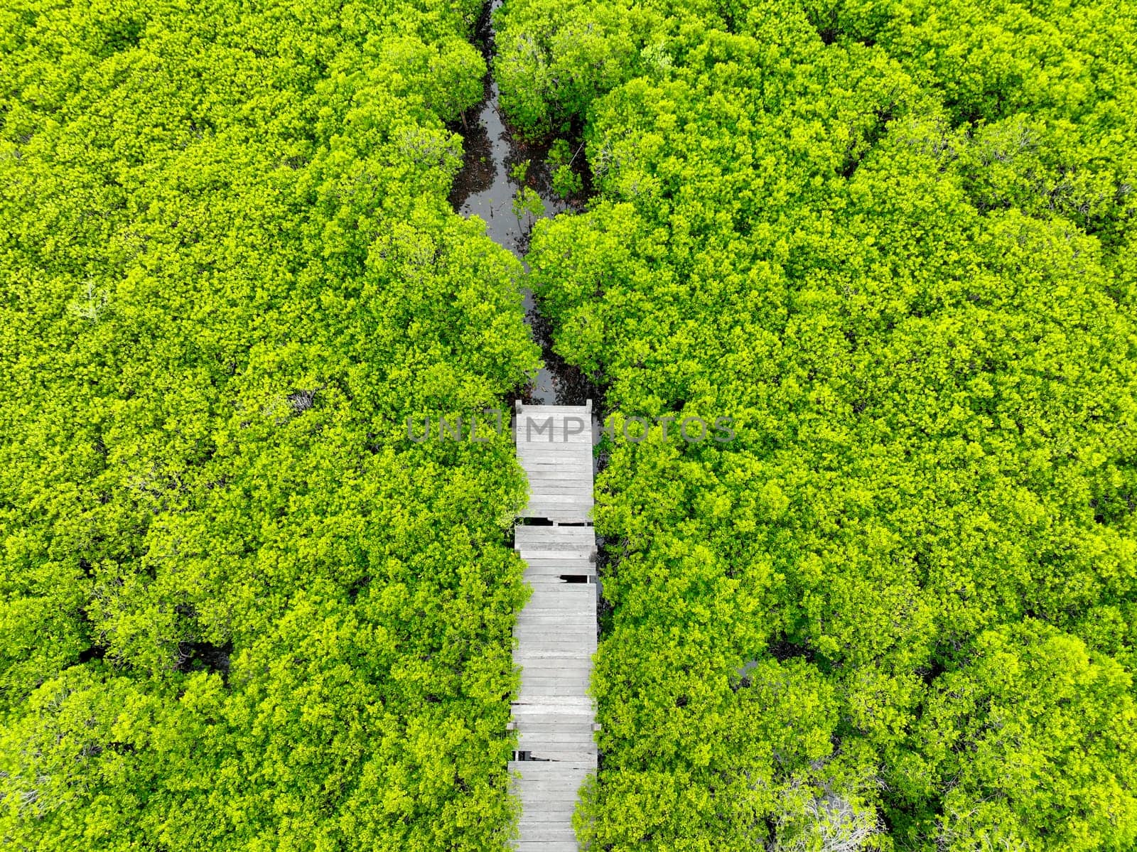 Aerial view lush green mangrove forest. Wooden bridges for natural trails, highlighting ecotourism opportunities, carbon capture benefits, and vital role mangroves play in combating climate change.