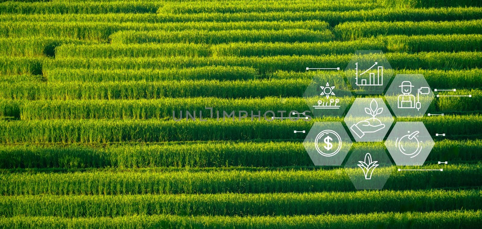 Smart farm advanced technology for enhanced productivity and quality in modern farming practices. Innovative sensors and drones optimize crop yields through data-driven precision farming techniques.