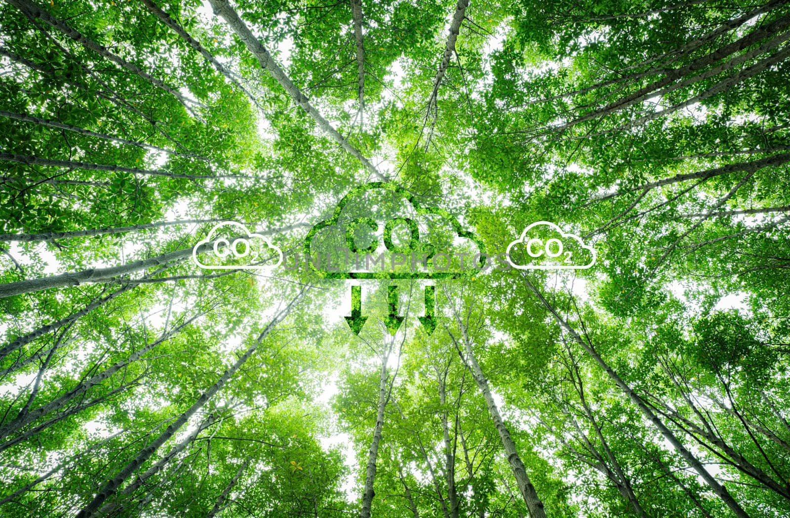 Natural carbon capture solution. Green trees in forest as carbon sink. Sustainable ecosystems. Climate change. Environmental sustainability. Carbon-neutral green forests. Natural carbon sequestration.