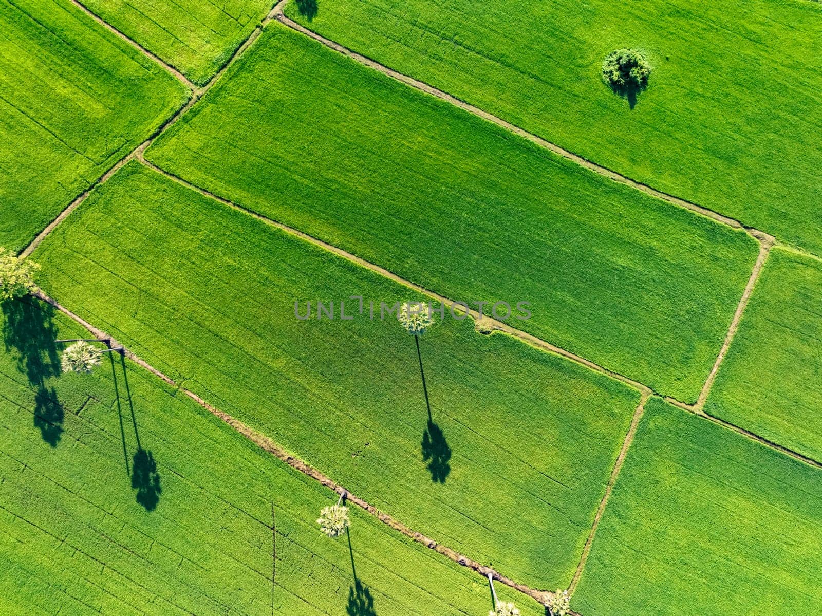 Aerial view of lush green rice field with sugar palm trees. Sustainable agriculture landscape. Sustainable rice farming. Rice cultivation. Green landscape. Organic farming. Sustainable land use.